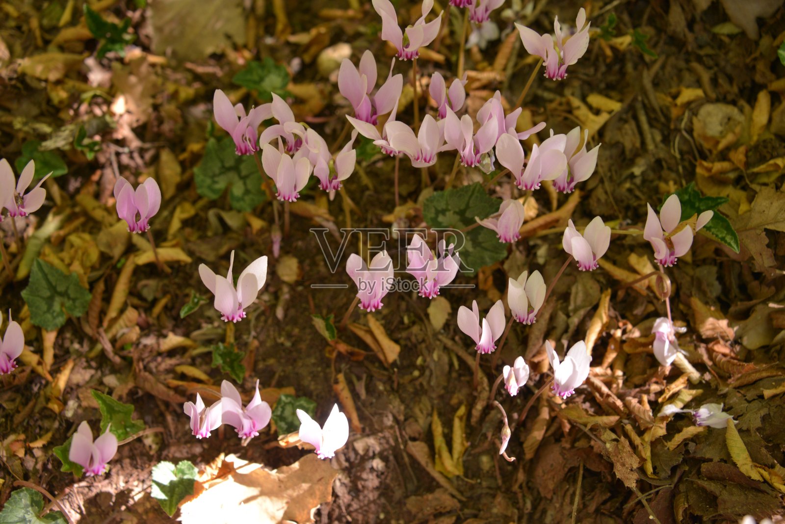 在希腊旅行照片摄影图片