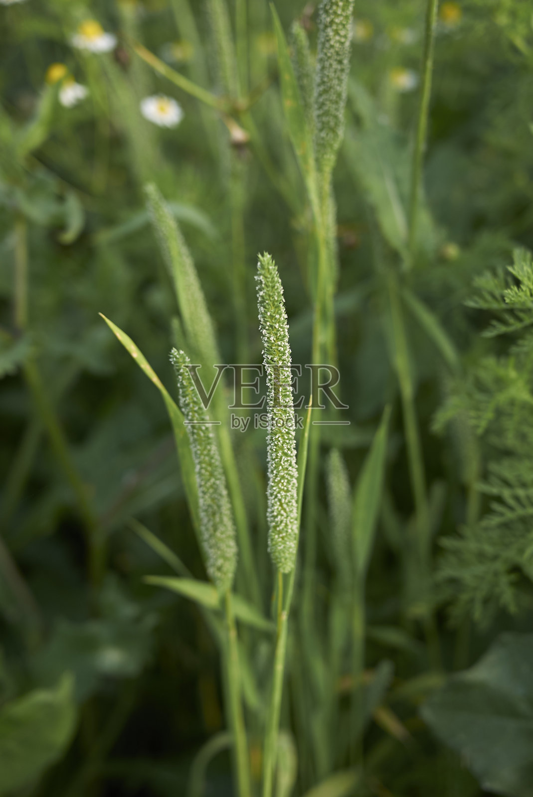 普莱姆普拉滕塞照片摄影图片