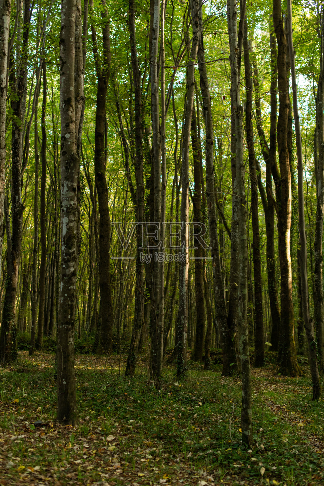 在树林里散步。宜人的秋天的天气。阳光在树枝上嬉戏照片摄影图片