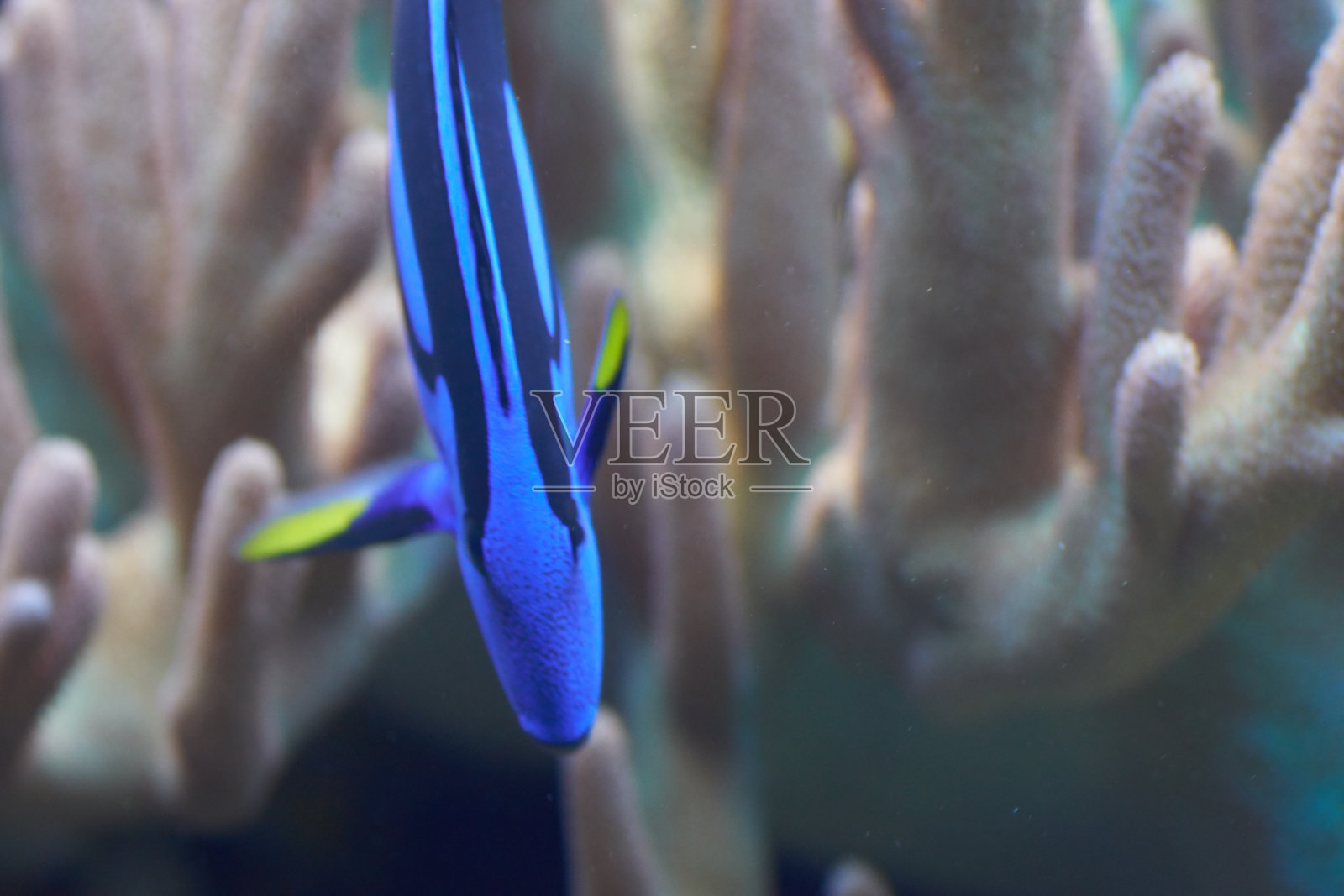 奥斯特拉瓦动物园里的动物照片摄影图片