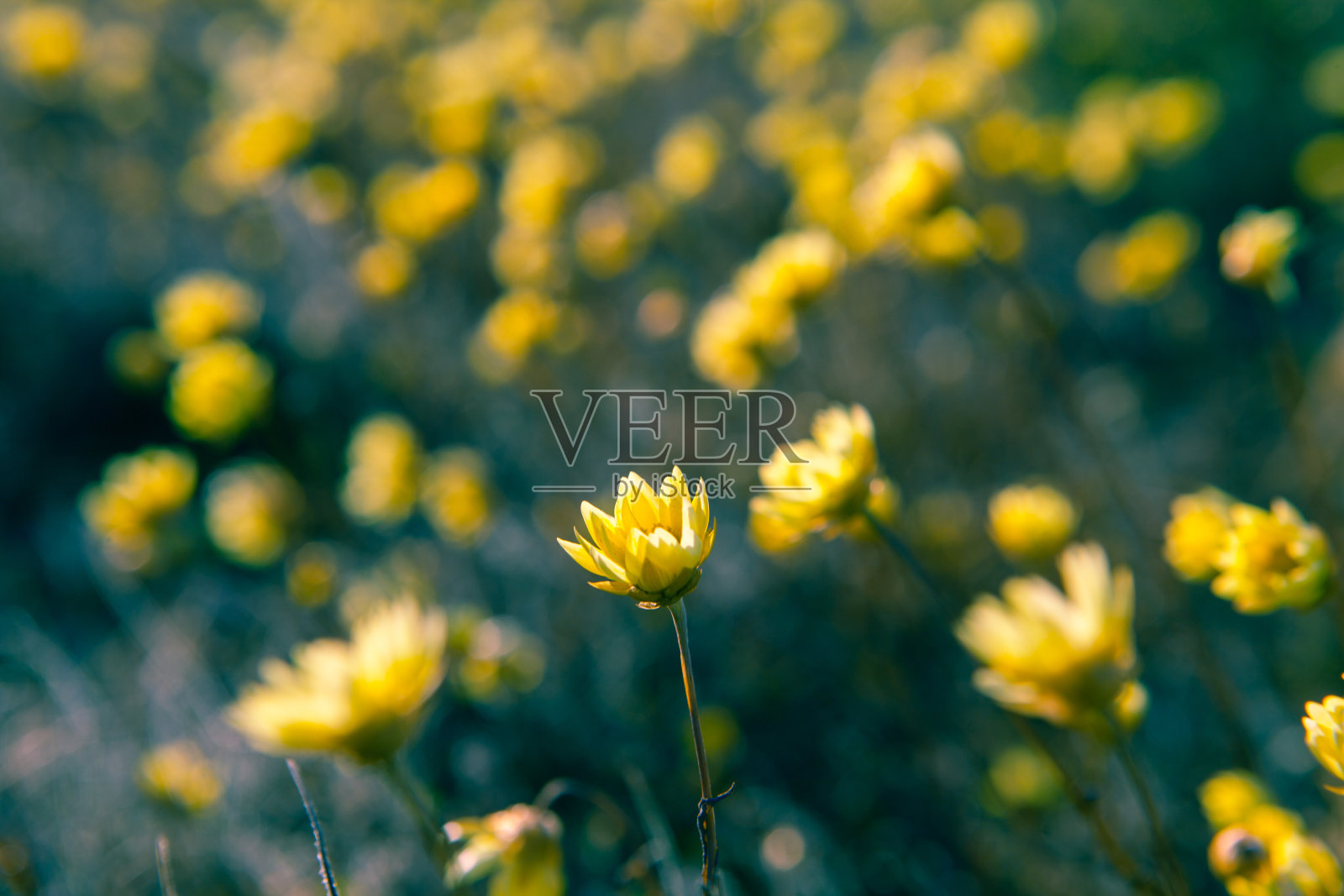 澳大利亚沙漠中的黄色花，焦点浅照片摄影图片