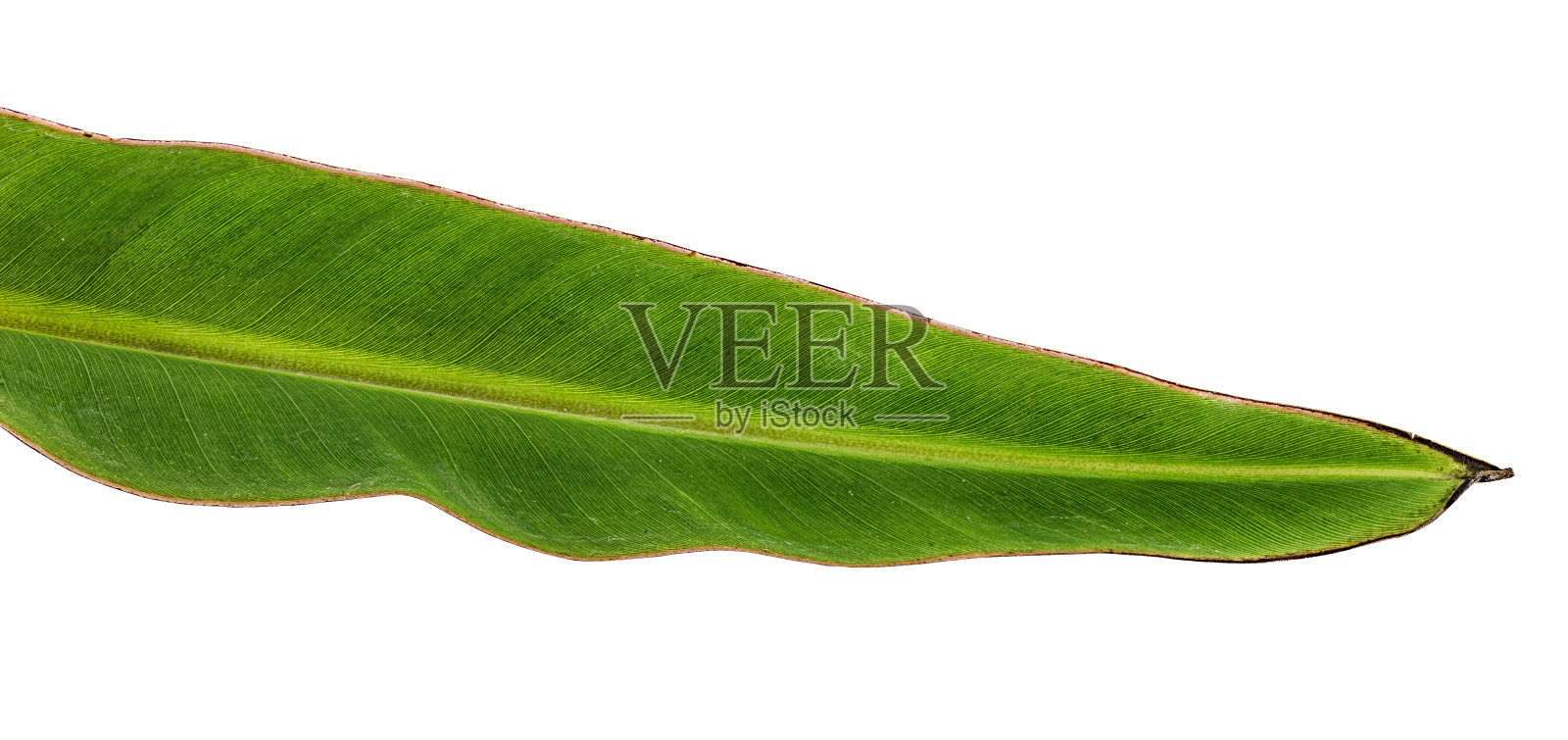 香蕉叶孤立上白色照片摄影图片