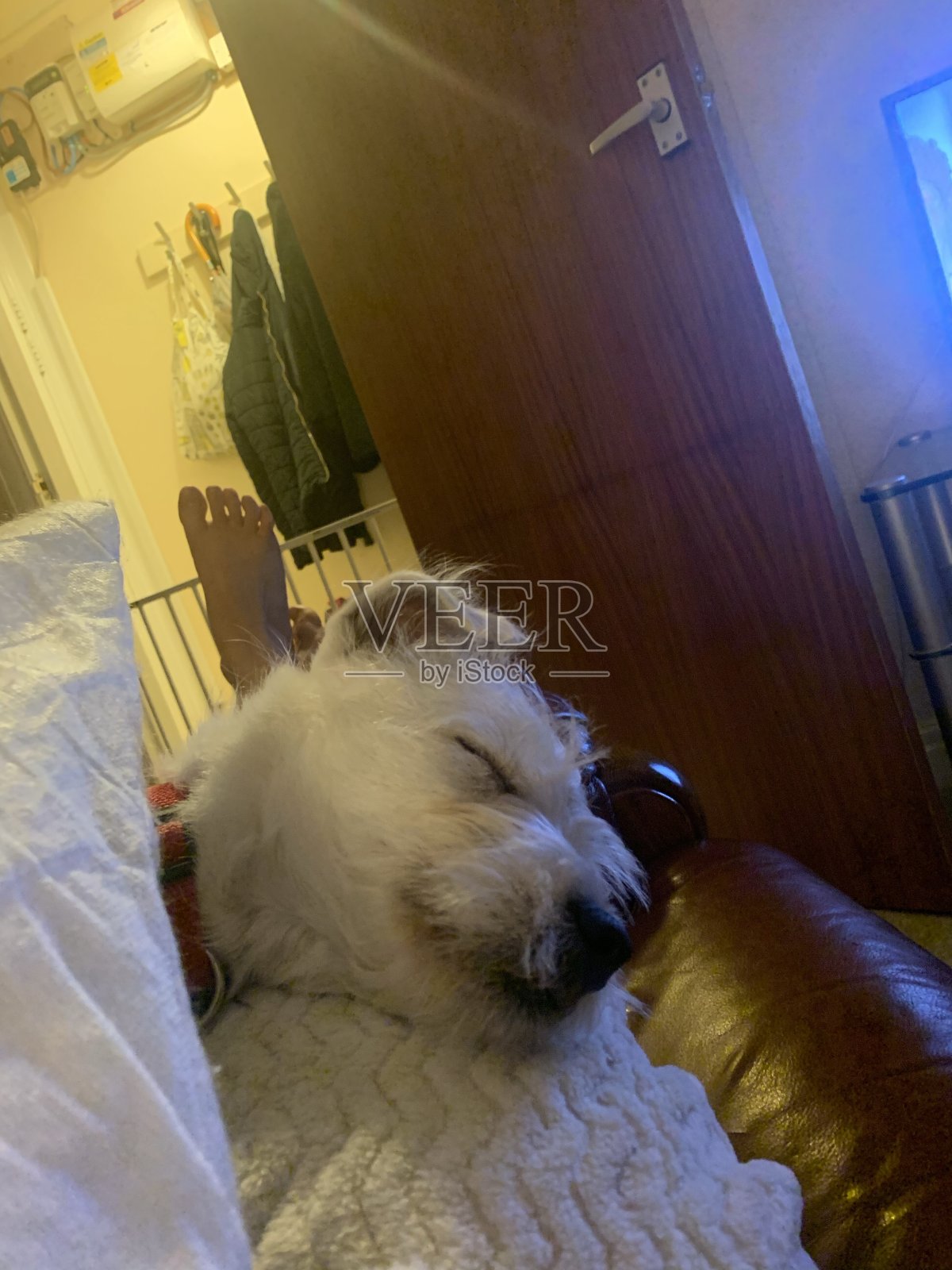 Westie睡觉照片摄影图片