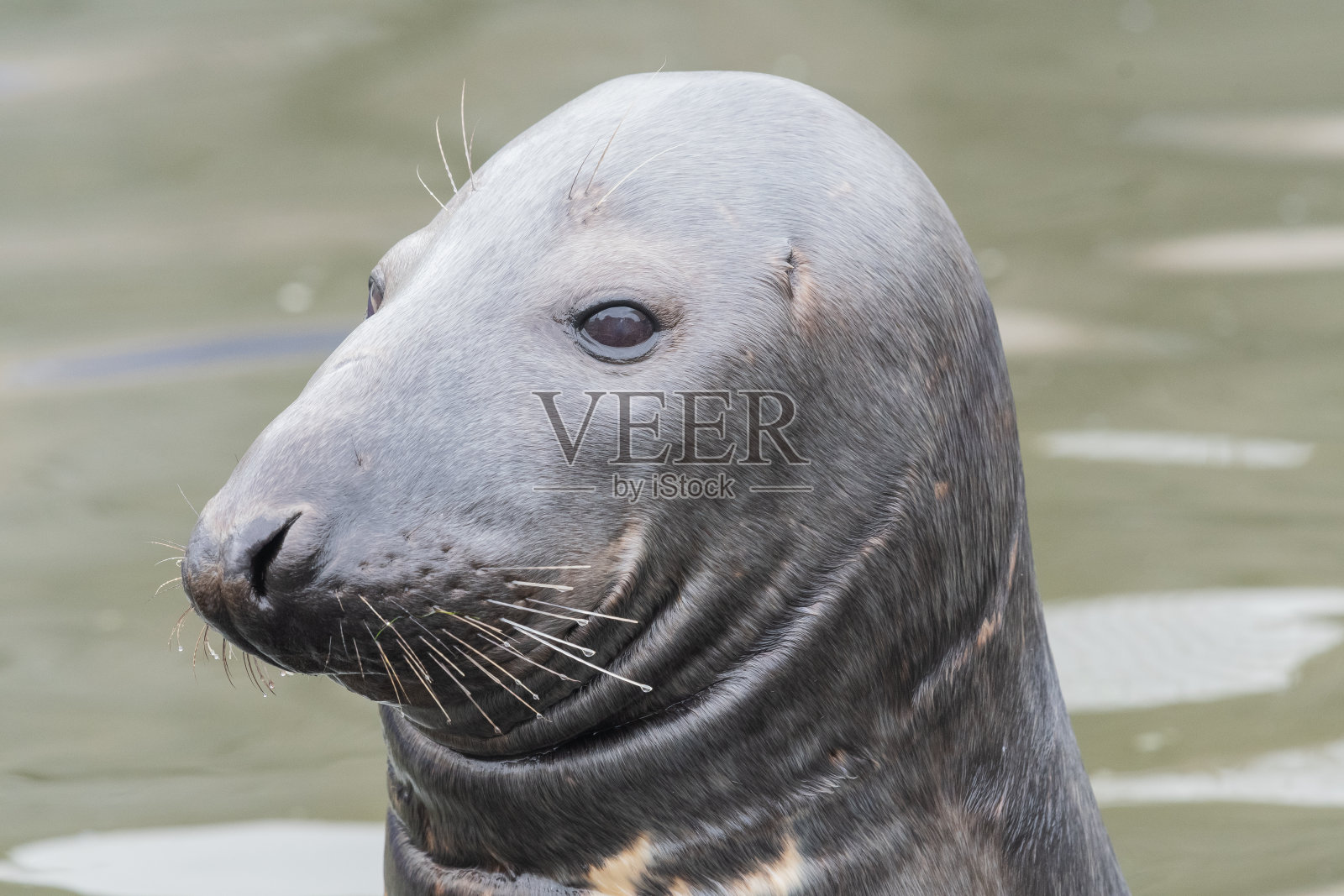 灰色印章（哈利乔鲁斯抓斗）照片摄影图片