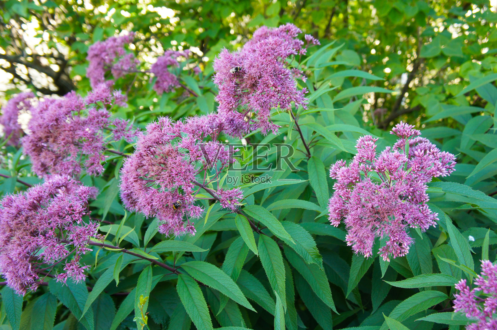 黄斑紫茎泽兰草灌木照片摄影图片