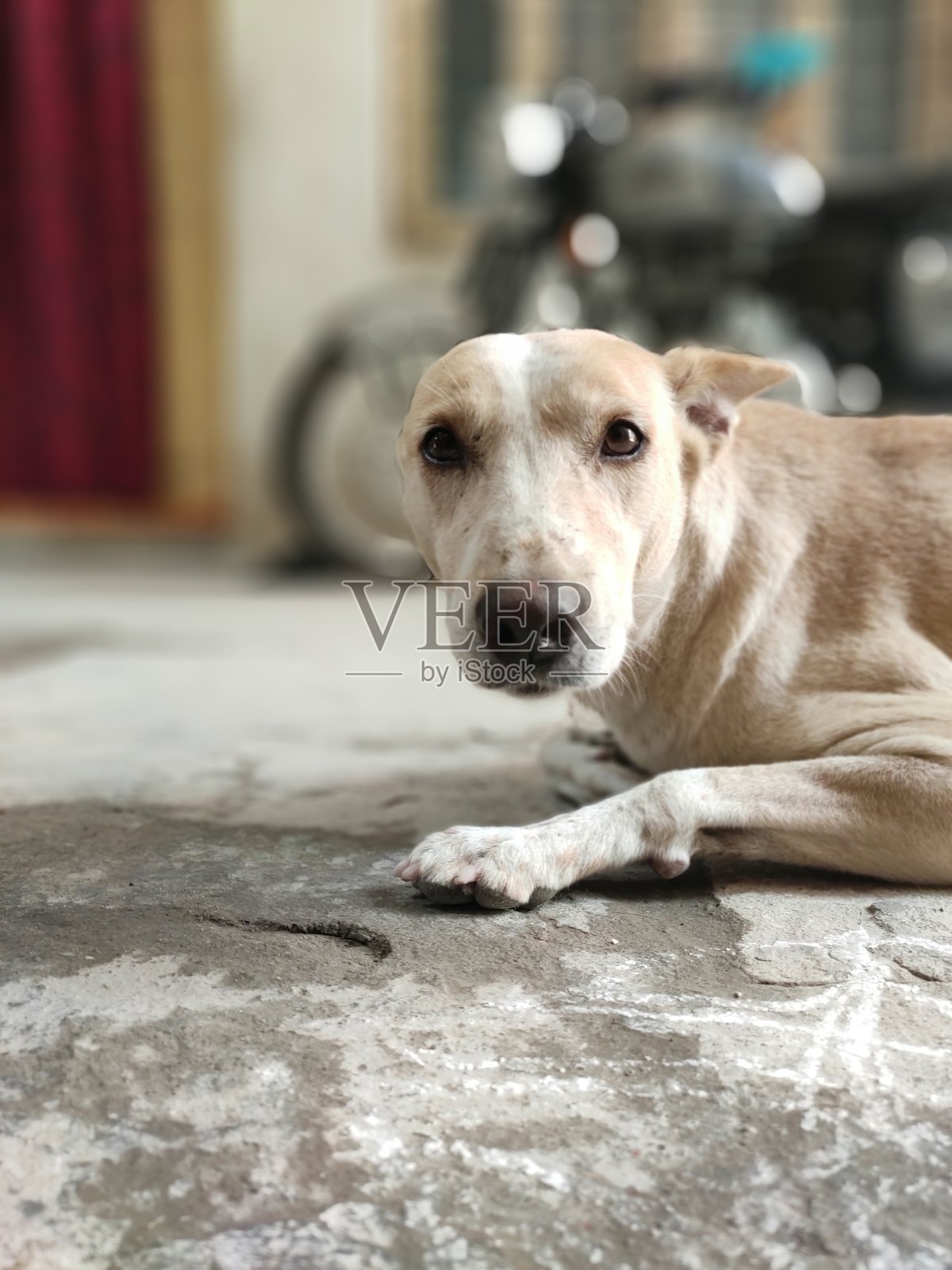 肖像的狗照片摄影图片