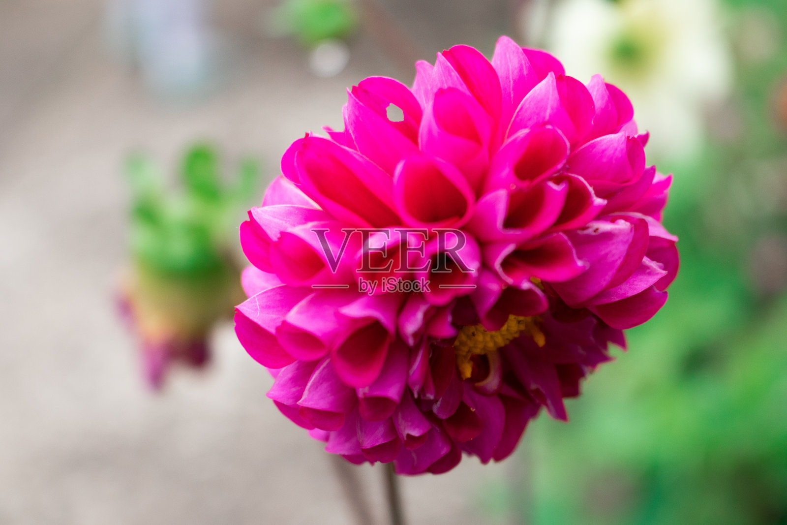 明亮的粉红色大丽照片摄影图片