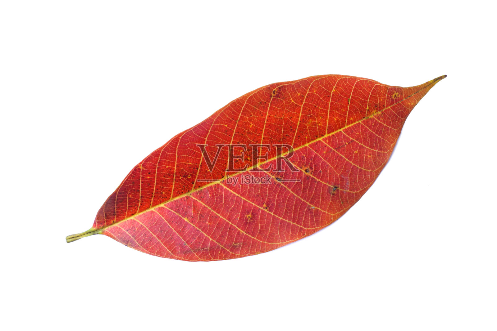 红叶孤立在白色背景上，橡胶叶孤立照片摄影图片