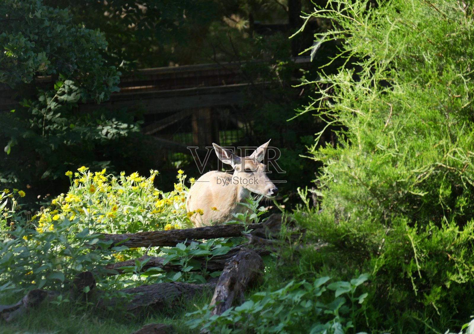 草地上的鹿照片摄影图片