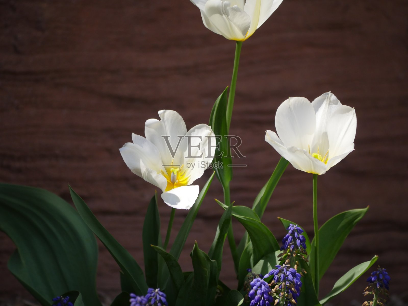 五颜六色的郁金香花照片摄影图片