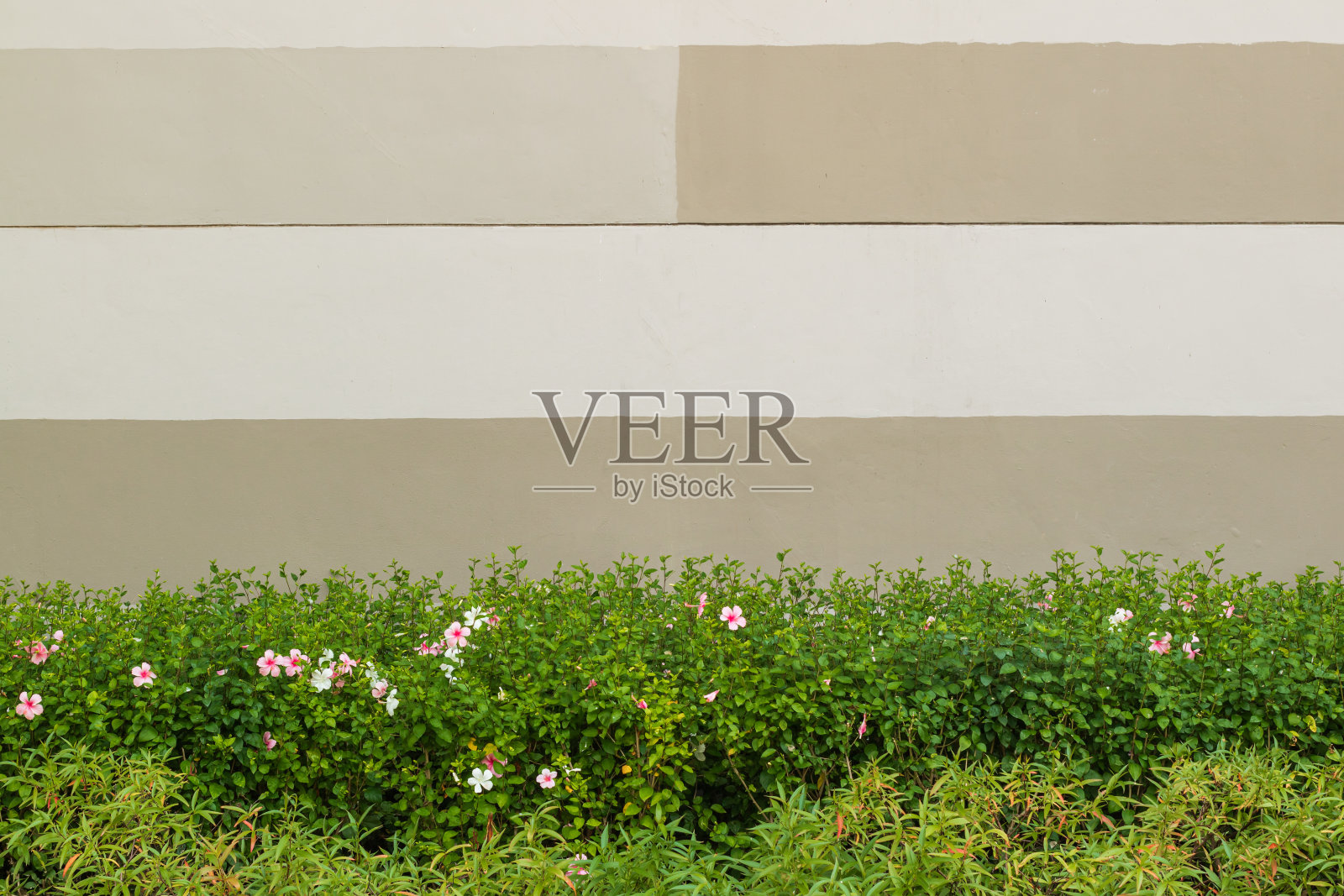 色彩鲜艳的芙蓉花点缀着建筑的四周照片摄影图片