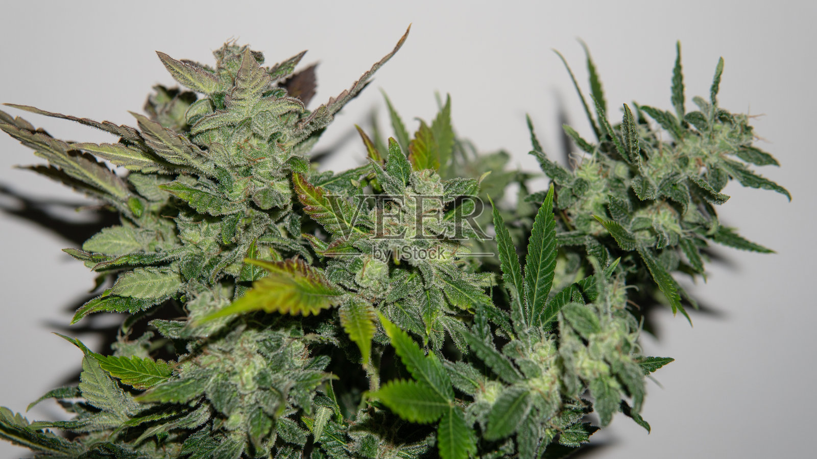 在室内种植医用大麻。大麻花蕾的收获期照片摄影图片