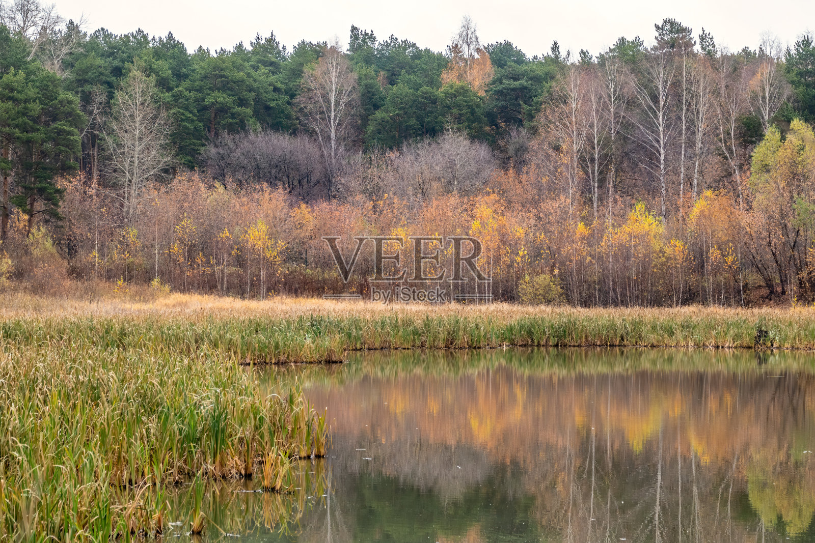 沼泽岸边的秋天森林。照片摄影图片