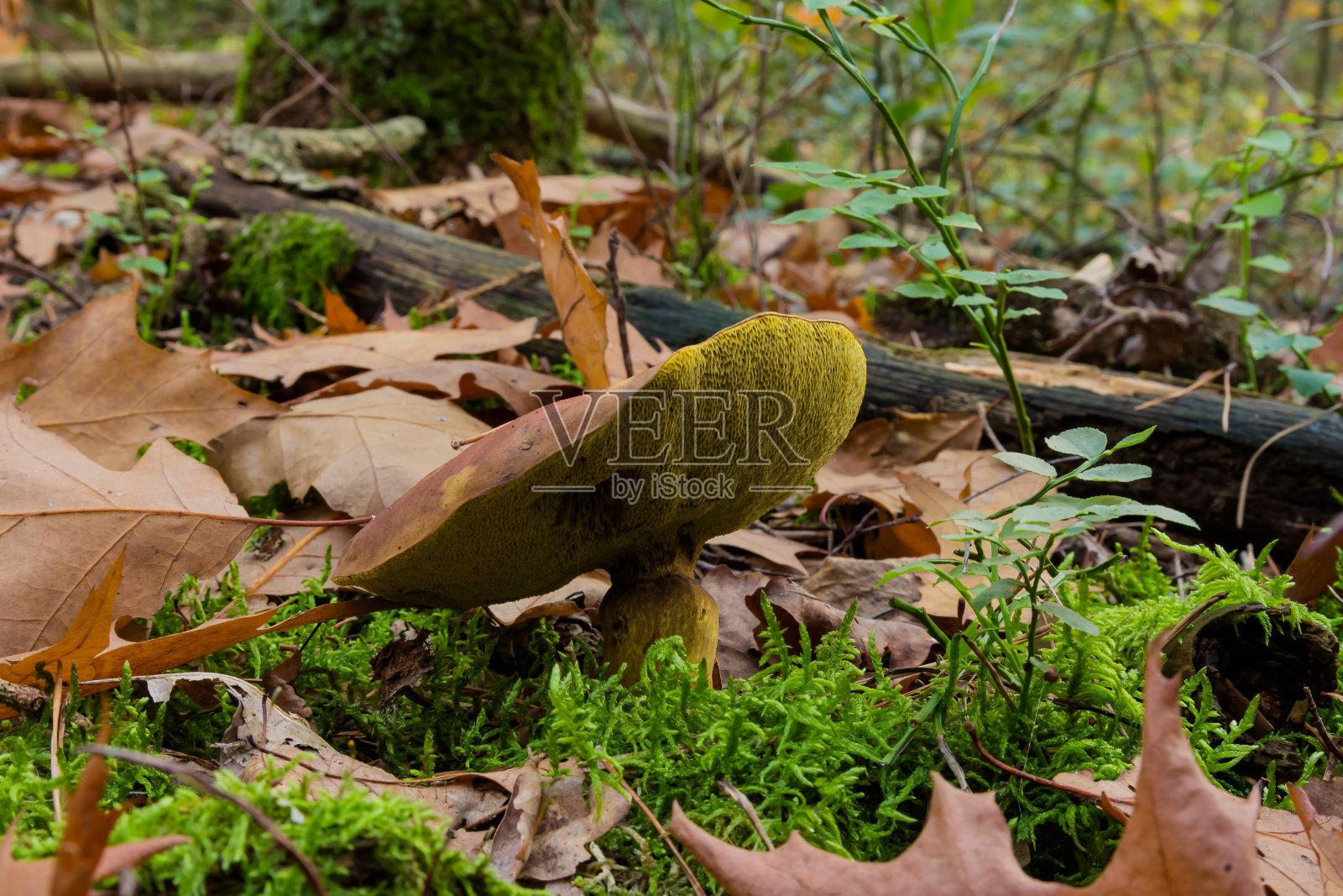 牛肝菌(Boletus testaceoscaber)或橙桦树牛肝菌(orange birch bolete)，是一种常见的Leccinum属食用蘑菇照片摄影图片