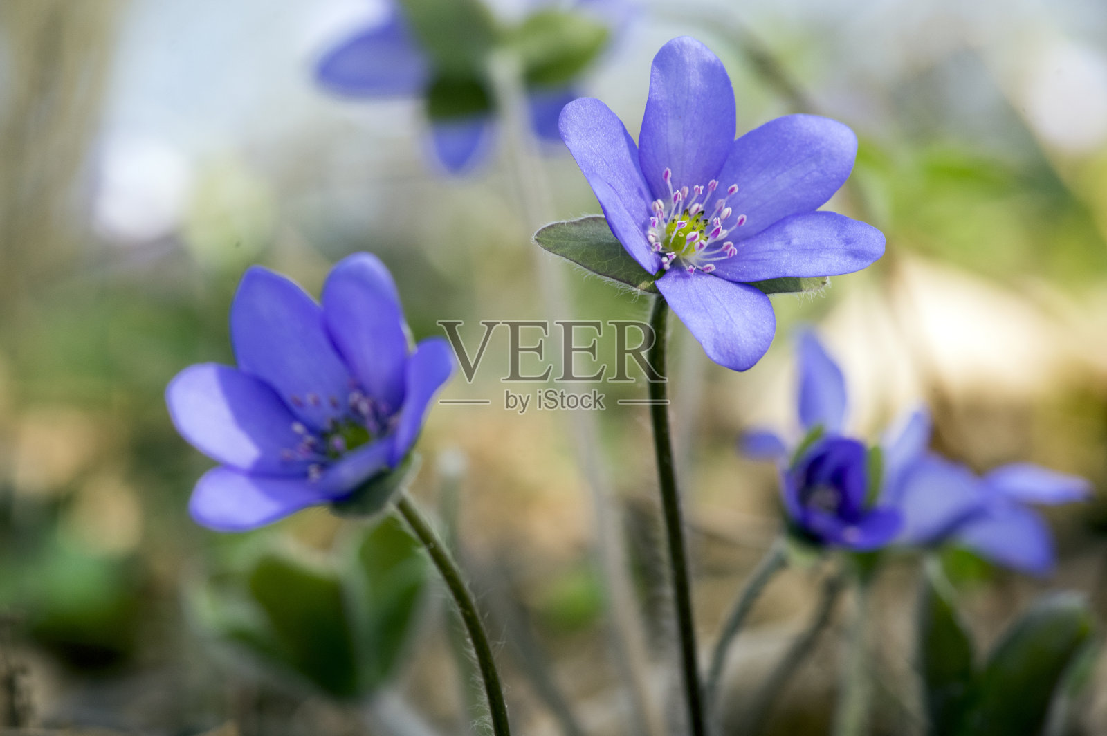 金钗花盛开，一群青紫紫紫的小花，初春野花照片摄影图片