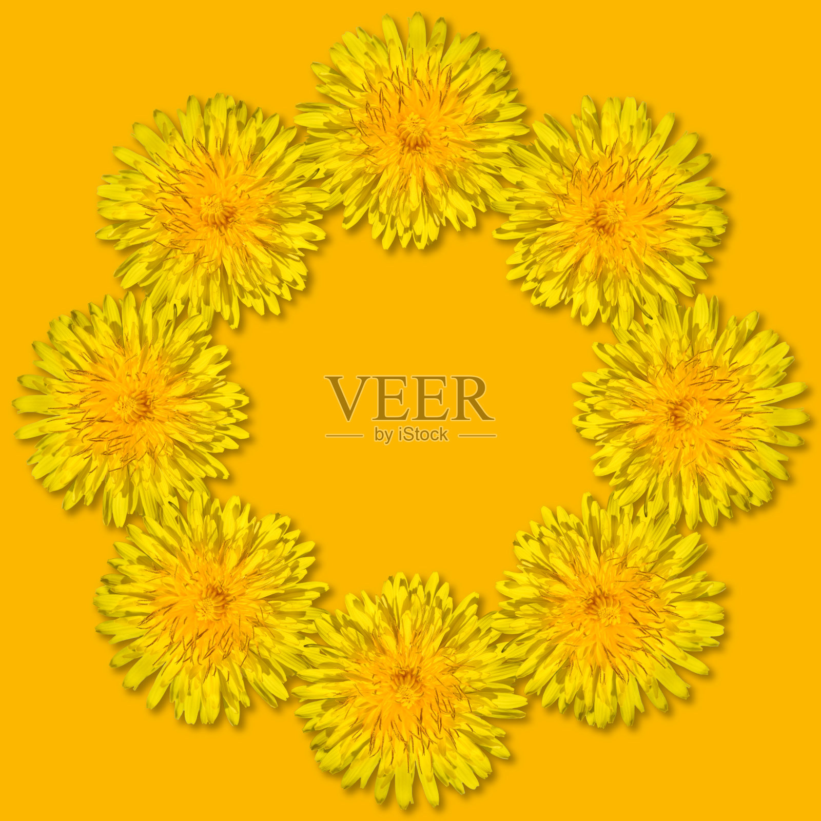 黄色的花排列在一个圆形的框架中，孤立在黄色的背景上。蒲公英的花架。副本的空间。照片摄影图片