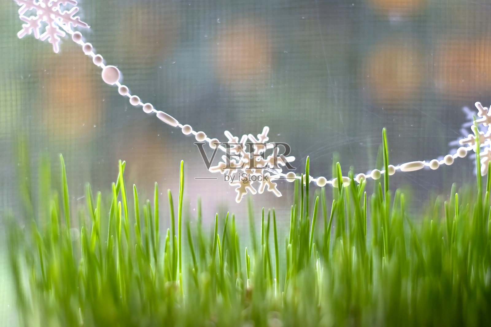 圣诞节的小麦照片摄影图片