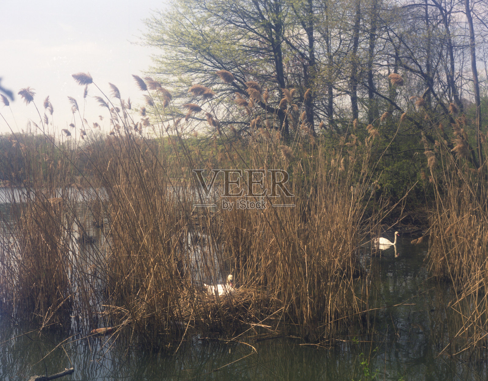 公园里的春天照片摄影图片