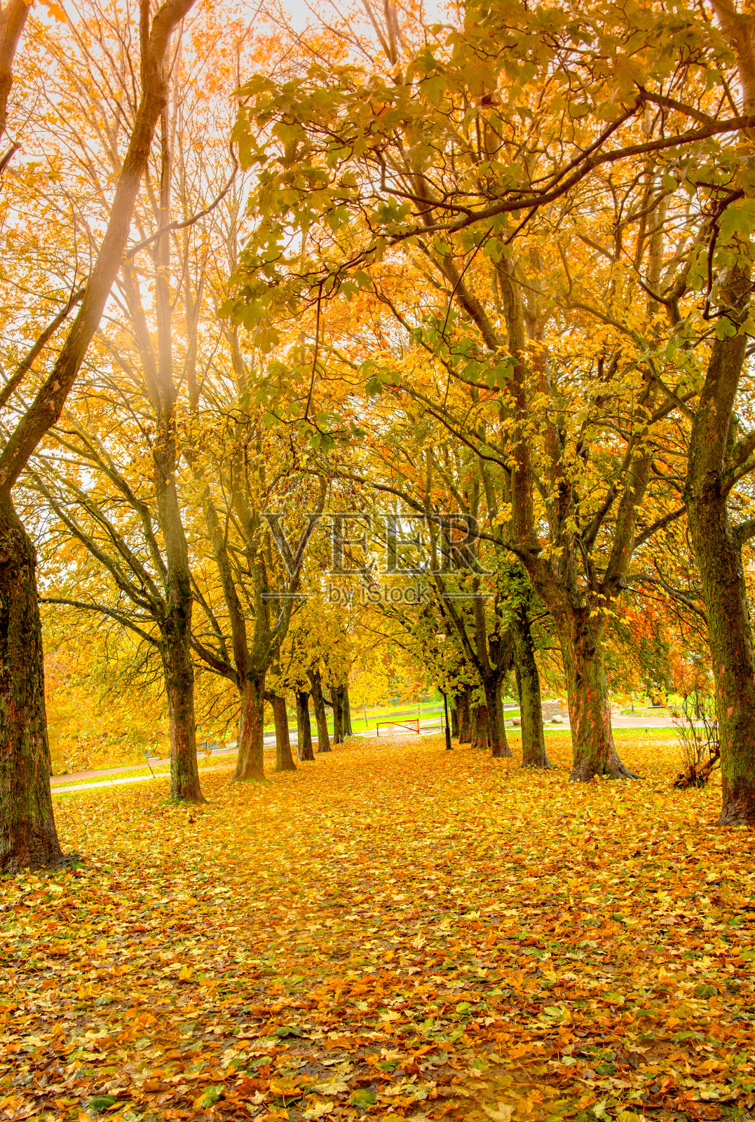 秋天黄叶的背景照片摄影图片