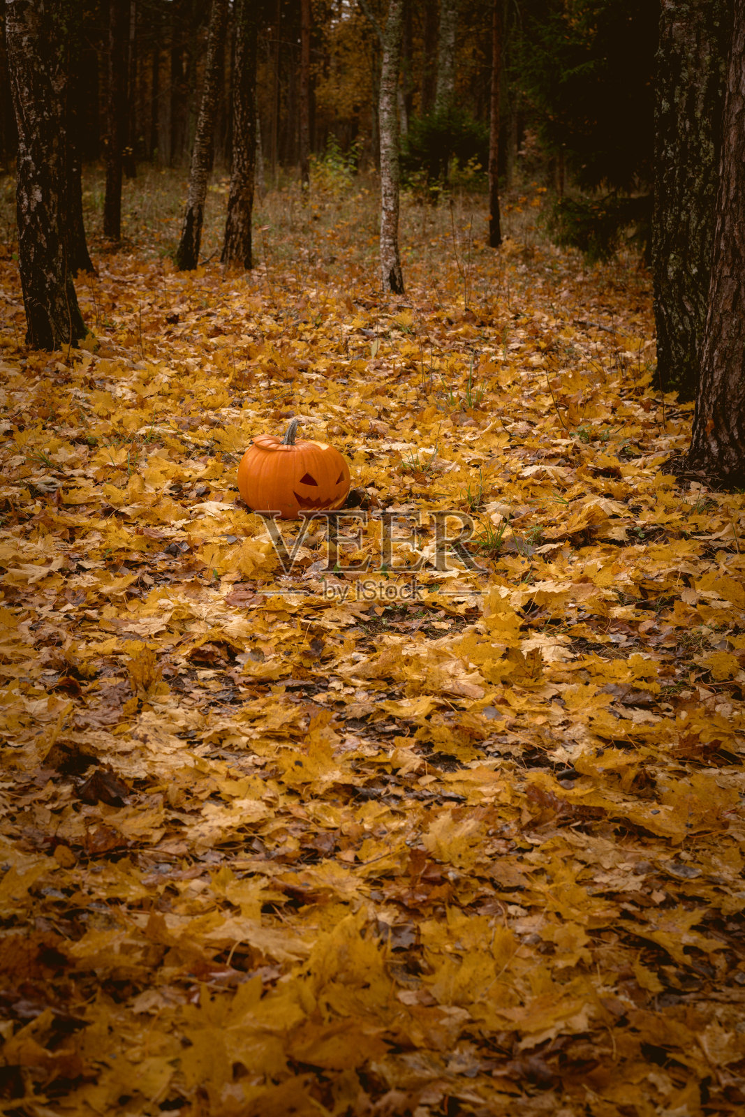 秋天森林里眼睛燃烧的南瓜。万圣节的背景。照片摄影图片