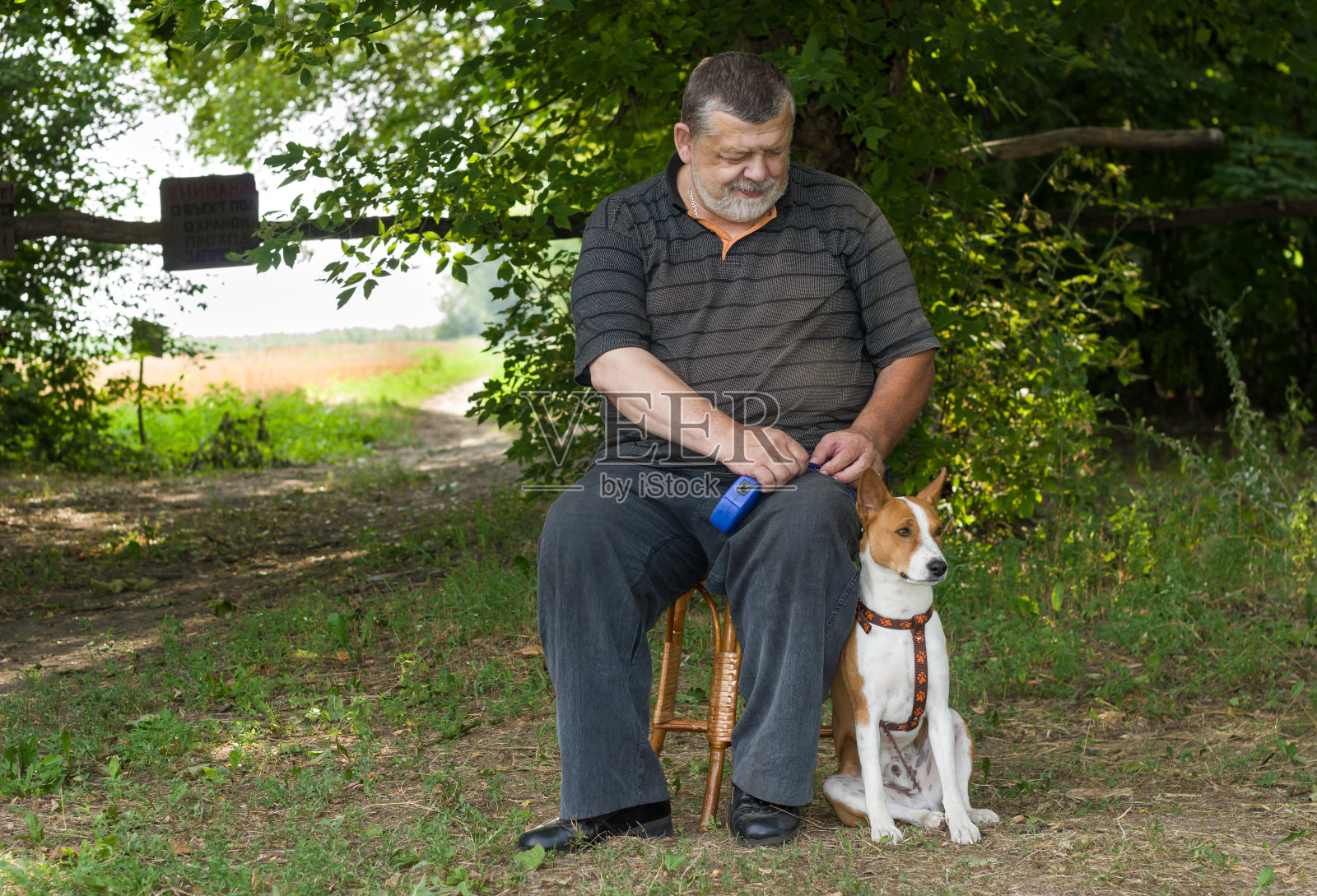 在夏季公园里，一名男子坐在他四条腿的朋友旁边的凳子上欣赏他的巴森基狗照片摄影图片