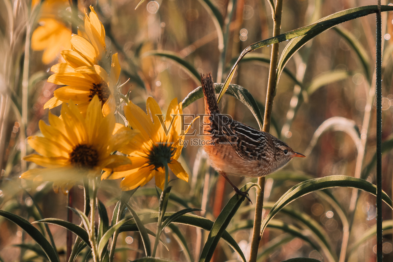 鹪鹩栖息在秋天的向日葵大草原上照片摄影图片