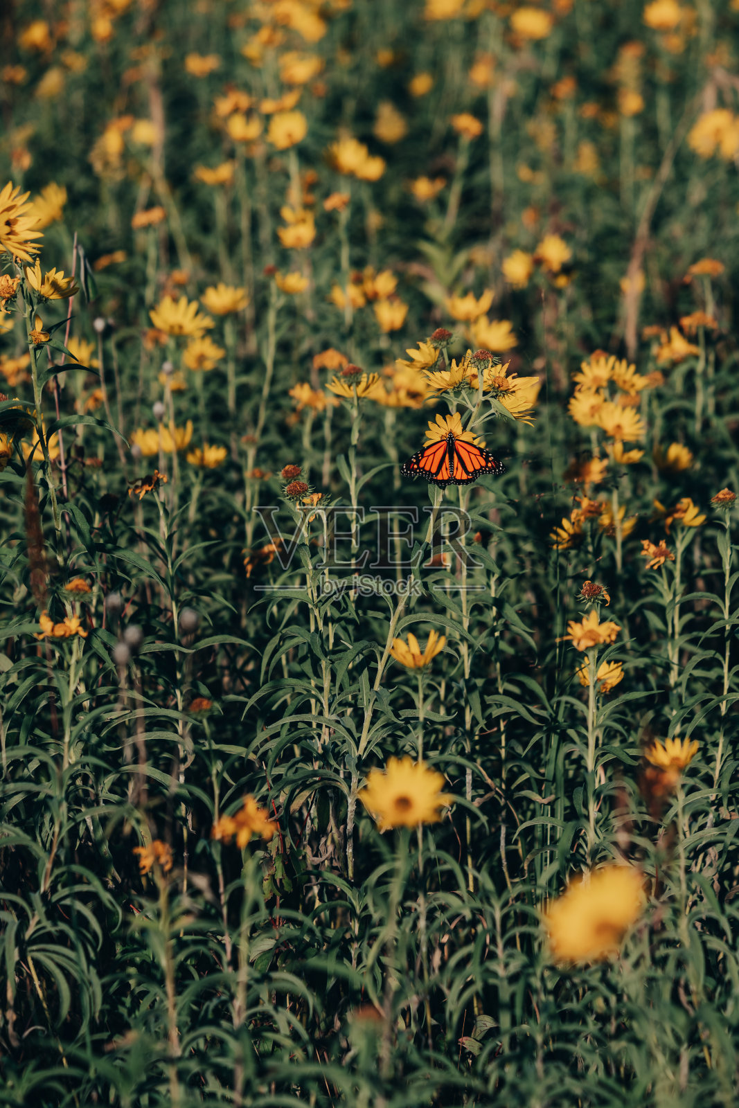 帝王蝶栖息在秋天的向日葵中间照片摄影图片