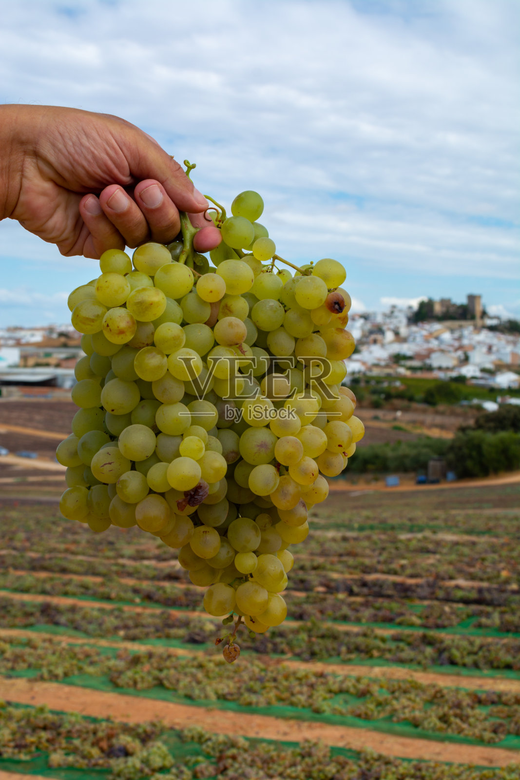 著名甜雪利酒佩德罗ximenez葡萄在蒙提亚-莫雷莱斯地区的葡萄园，西班牙，靠近蒙泰马约照片摄影图片