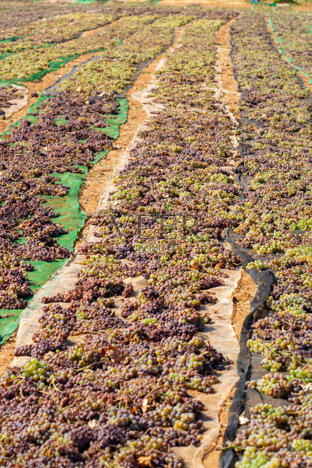 在西班牙安达卢西亚蒙提亚-莫里莱斯葡萄酒区，佩德罗·希门内斯甜葡萄酒在烈日下干燥照片摄影图片