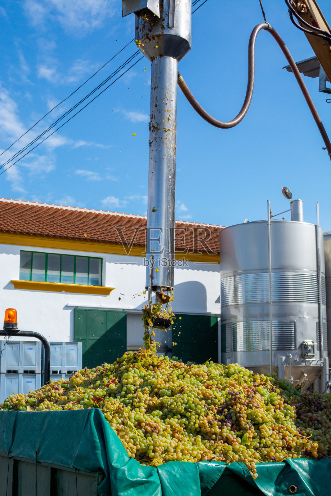 西班牙安达卢西亚蒙提亚-莫里莱斯地区新收获的pedro ximenz白葡萄照片摄影图片