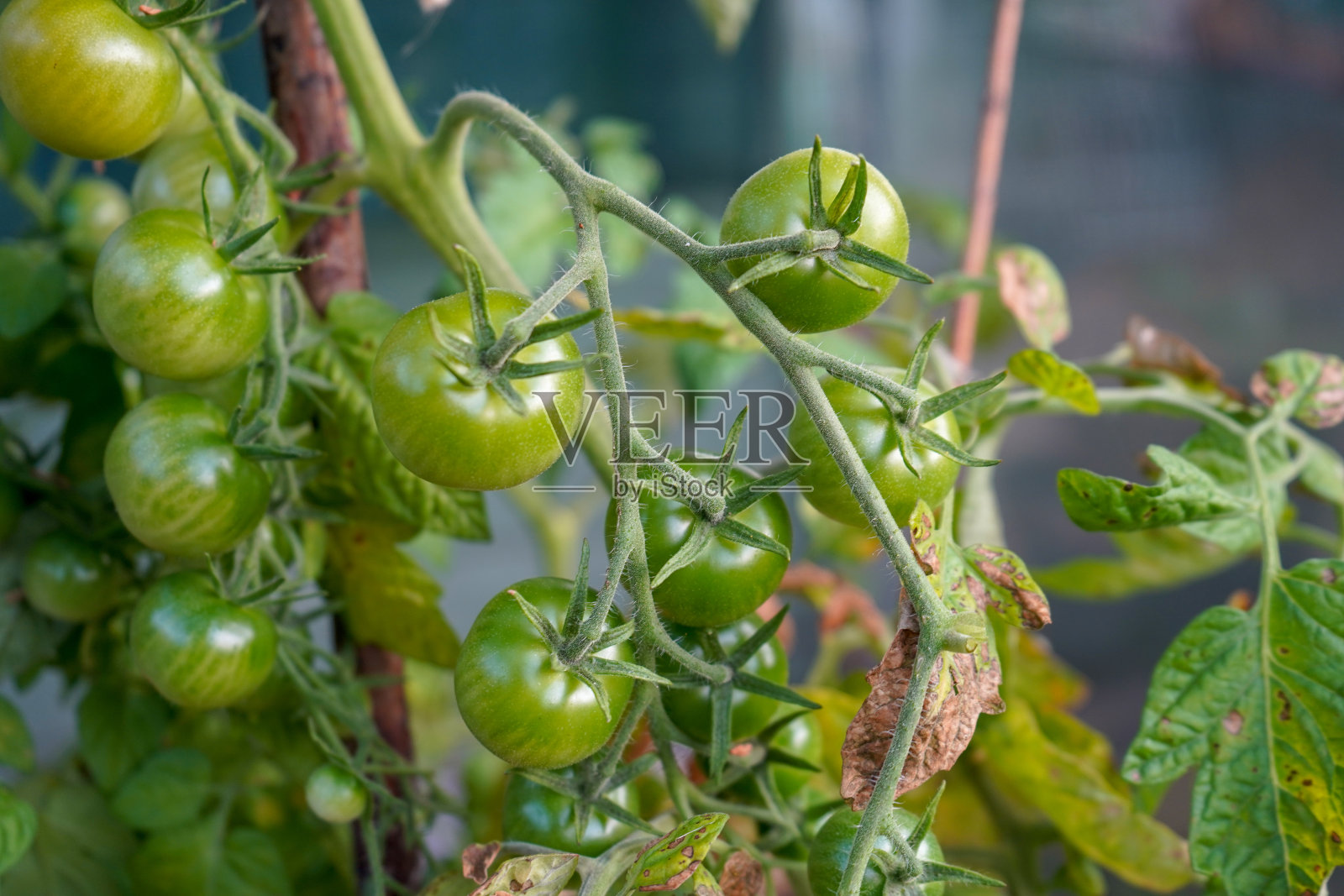 长在藤蔓上的番茄照片摄影图片