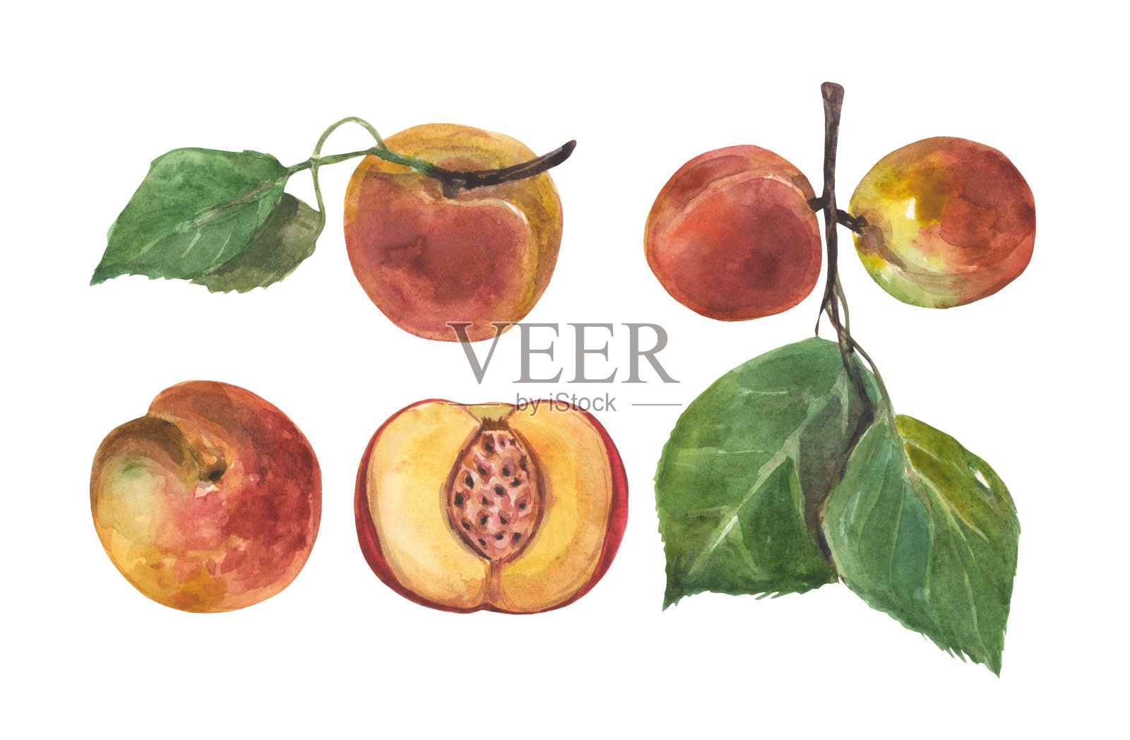 水彩桃子套装插画图片素材