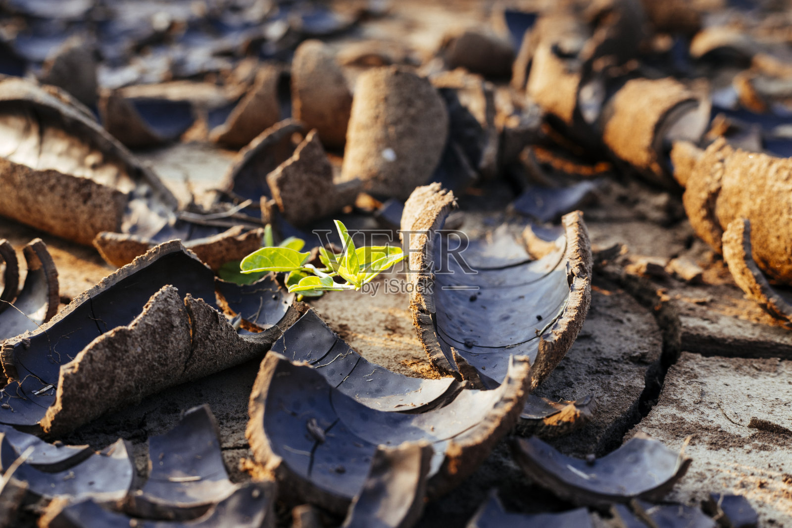 生长在干燥土壤中的小的绿色植物照片摄影图片