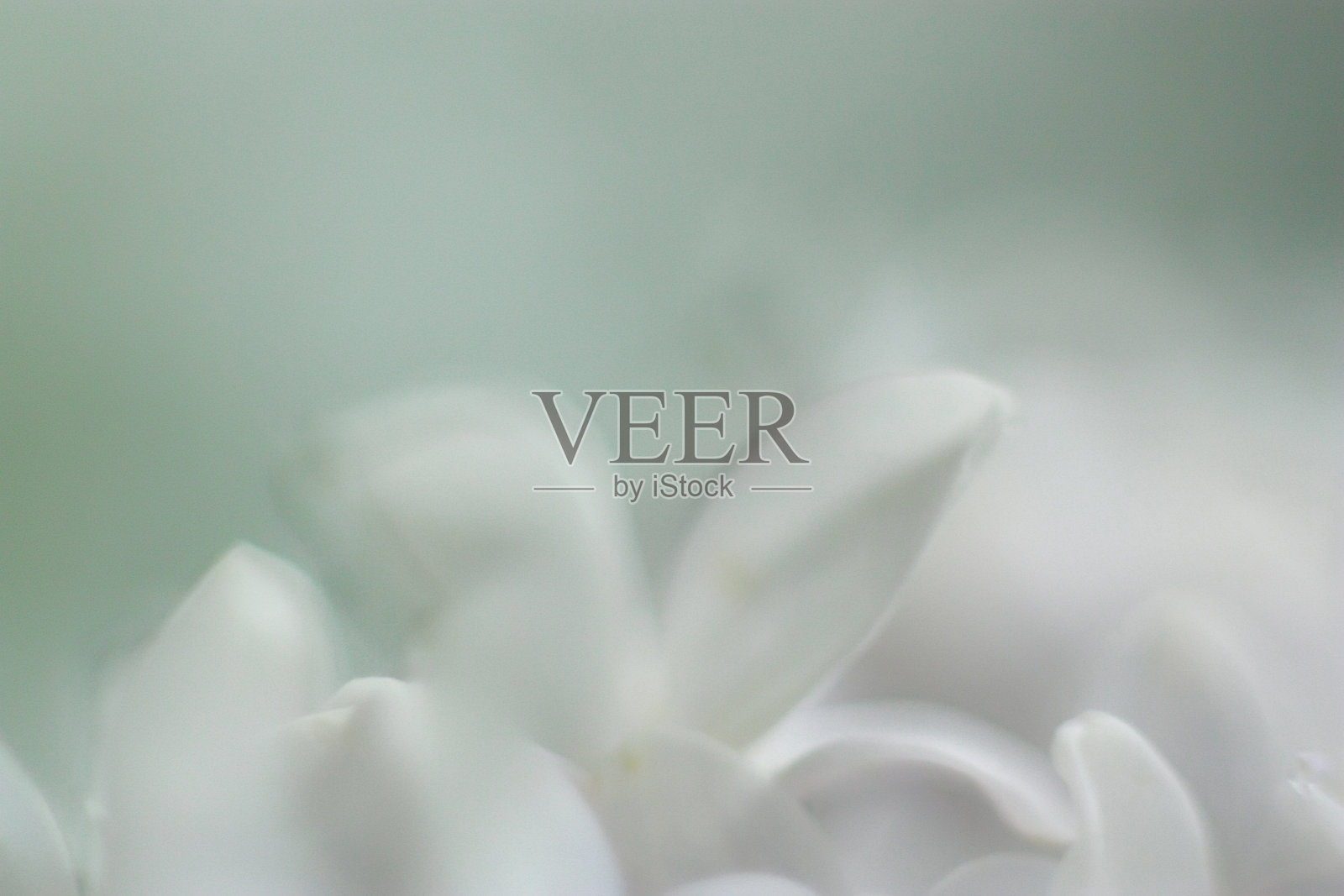 淡紫丁香# 3照片摄影图片