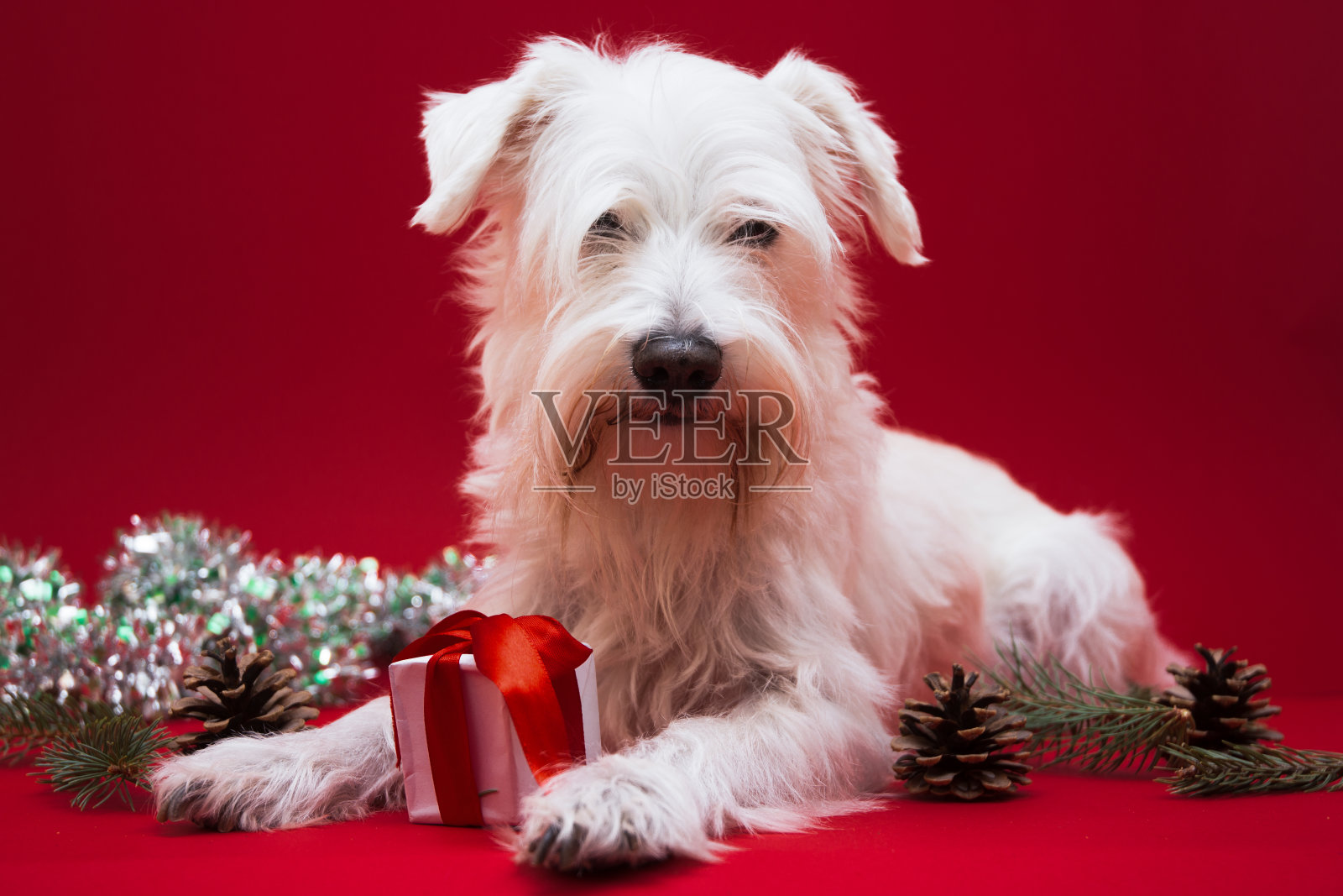 带圣诞礼物的狗照片摄影图片