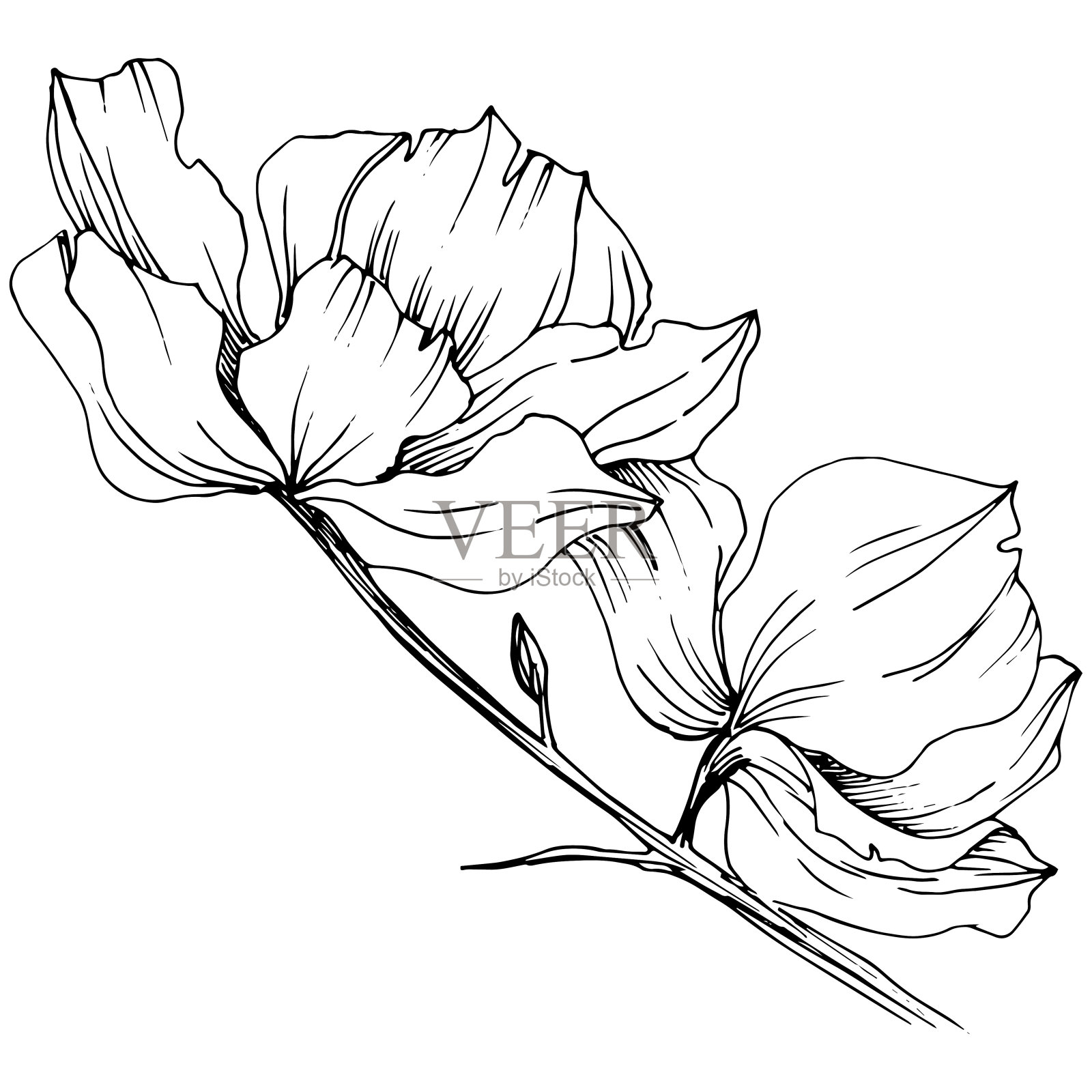 向量兰花花朵。花卉植物的花。孤立的插画元素。插画图片素材