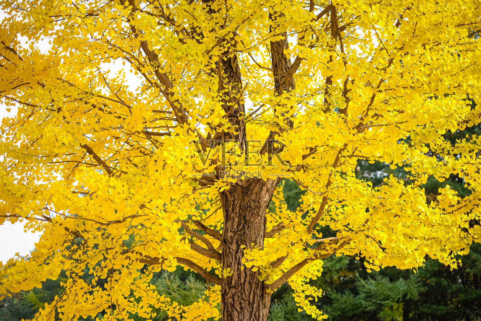在韩国的秋季绿松林上聚焦黄色的银杏(银杏树、铁发树)。照片摄影图片