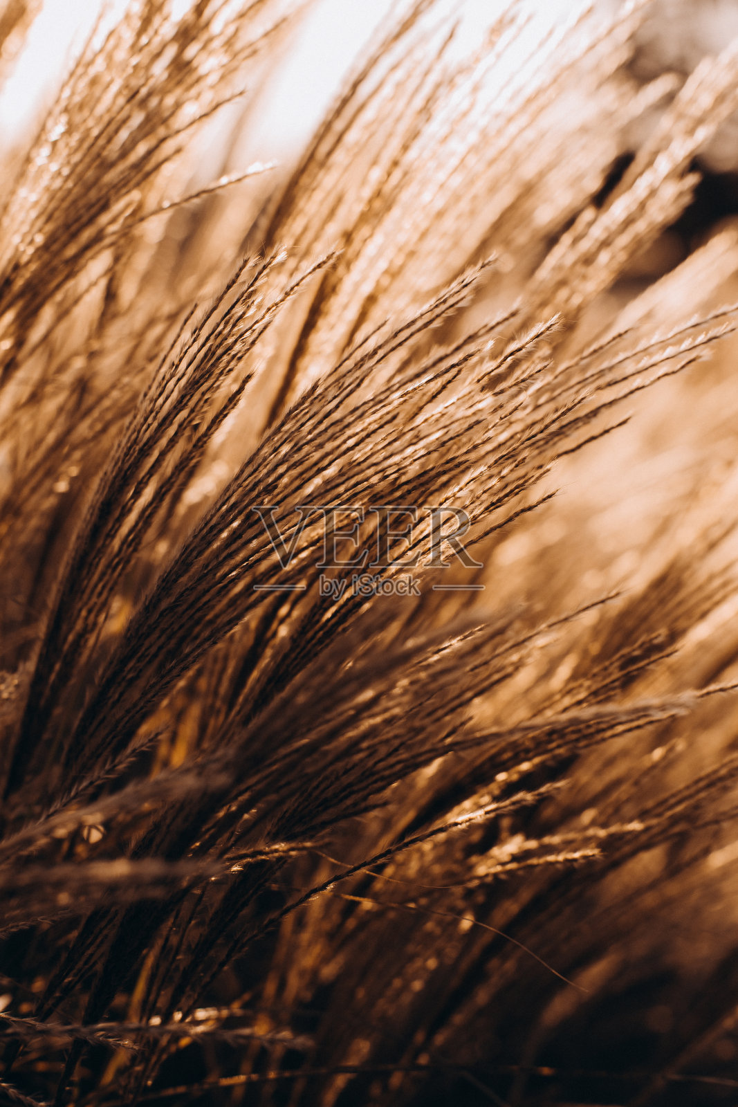 旱地草金秋自然纹理照片摄影图片