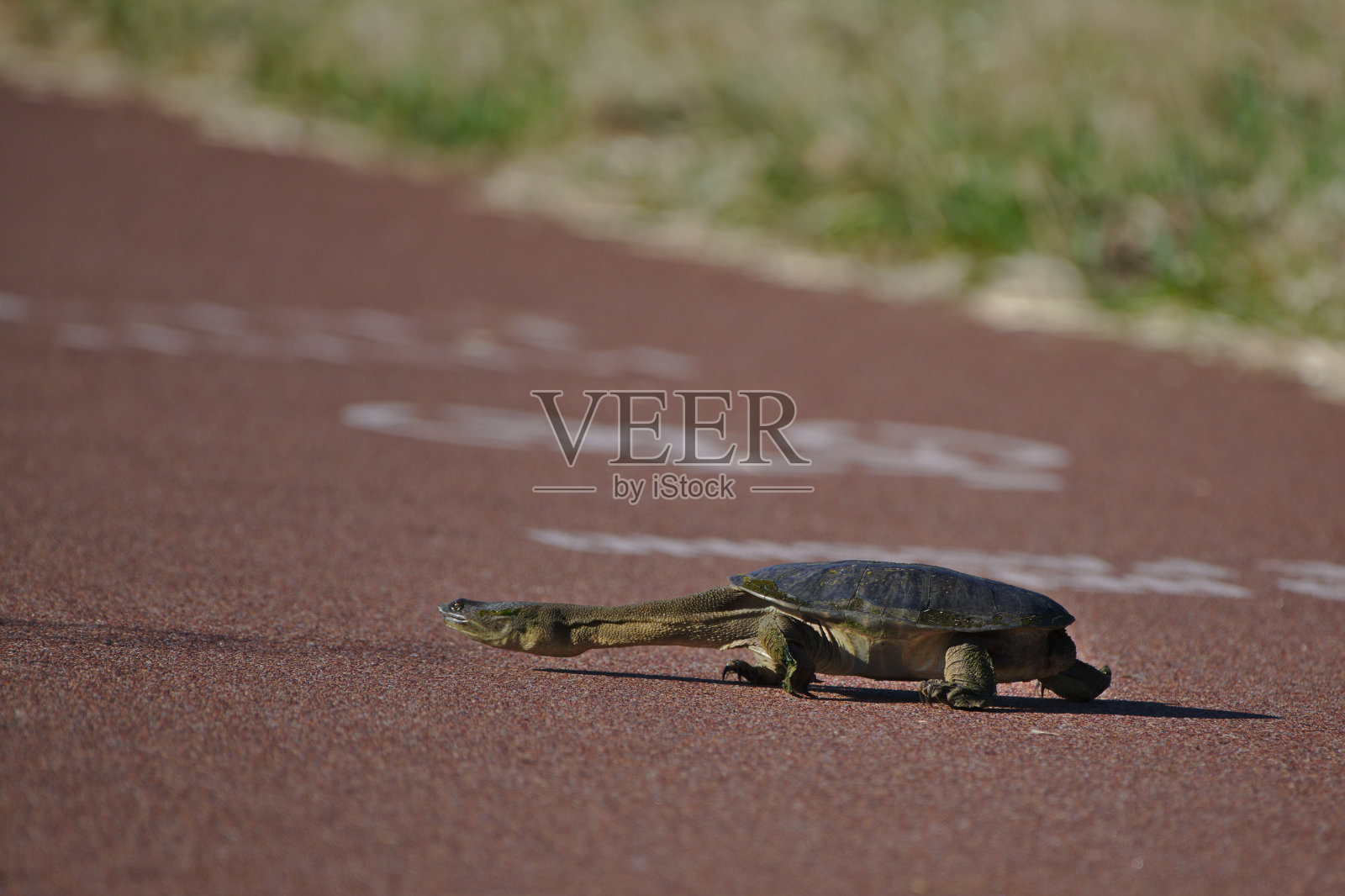 一只长颈龟，摄于澳大利亚西部马德雷的湿地照片摄影图片