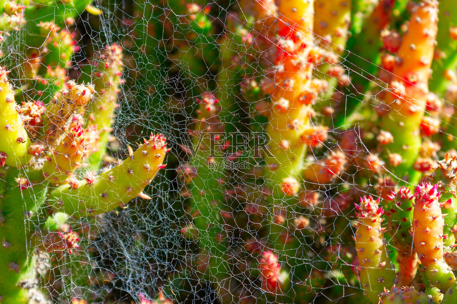 仙人掌，多汁的绿色植物，有刺和蜘蛛网照片摄影图片