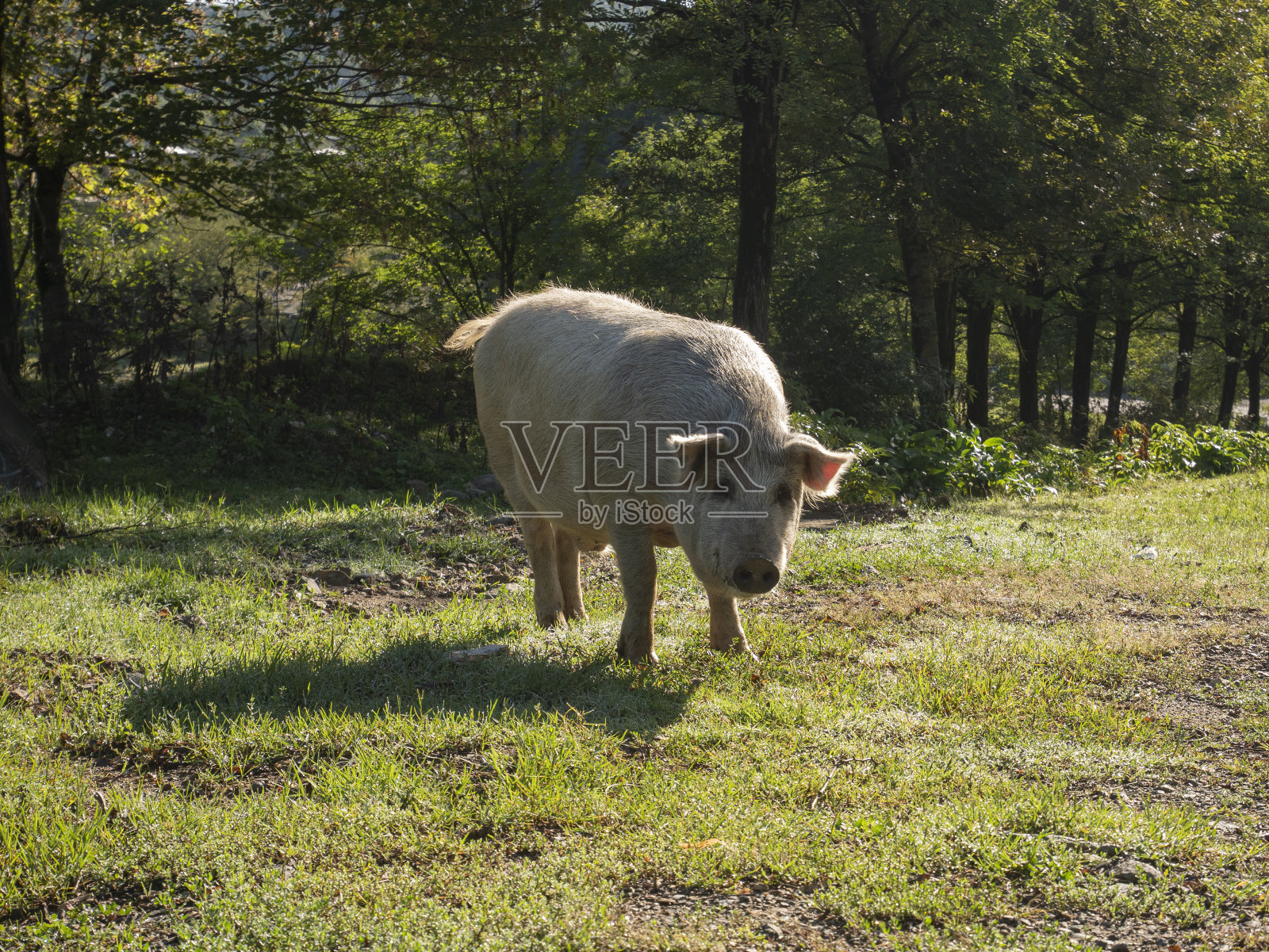 大猪站在草地上。照片摄影图片