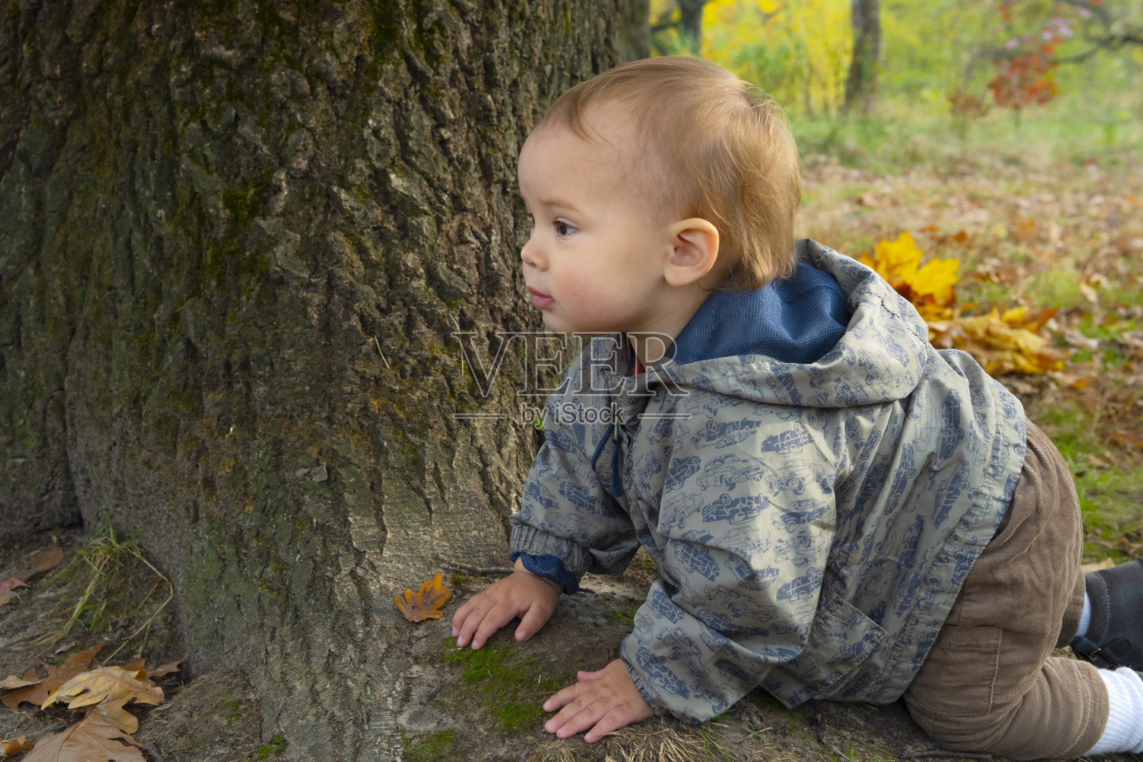 金色的秋天来了。照片摄影图片