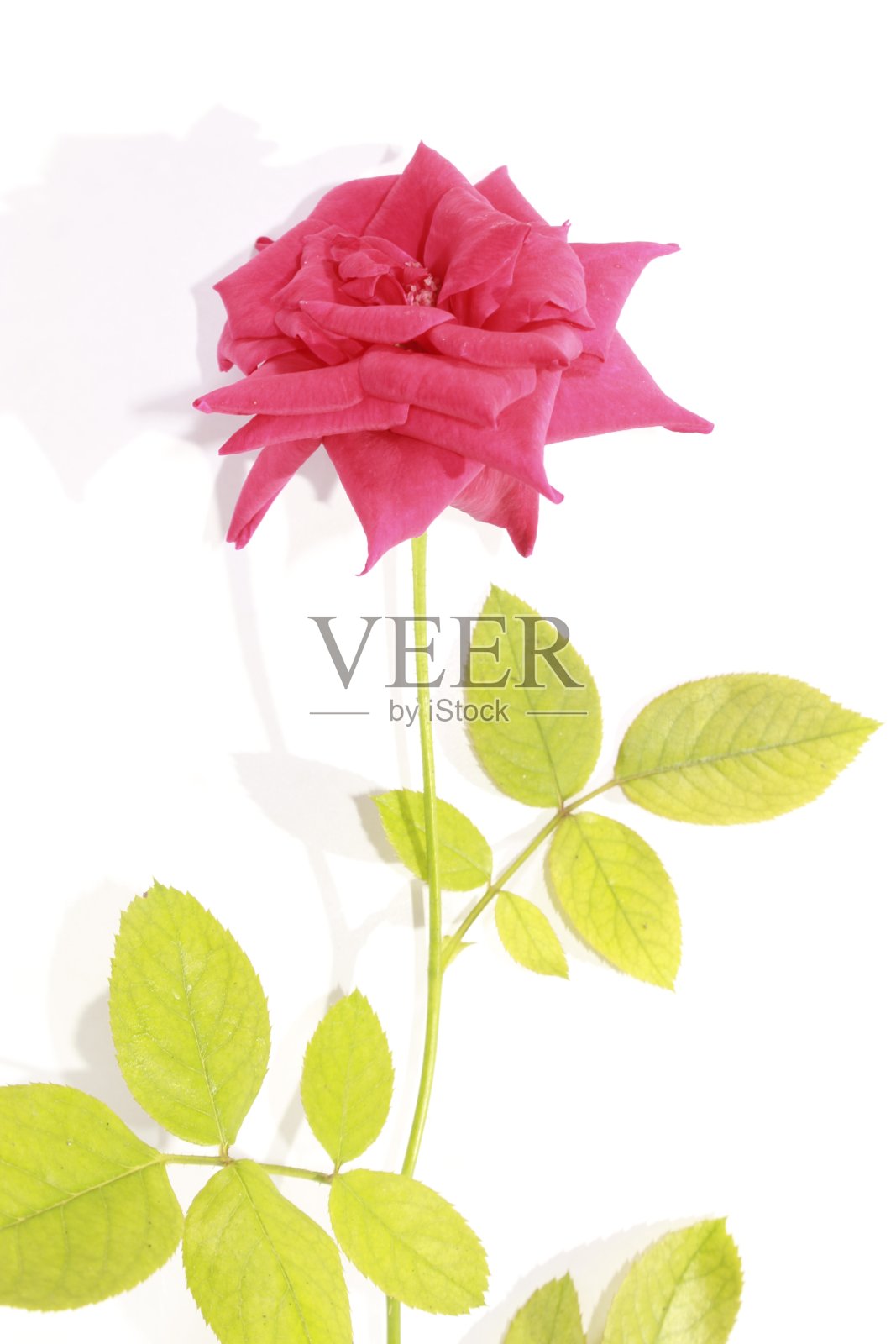 白色背景上的红玫瑰照片摄影图片