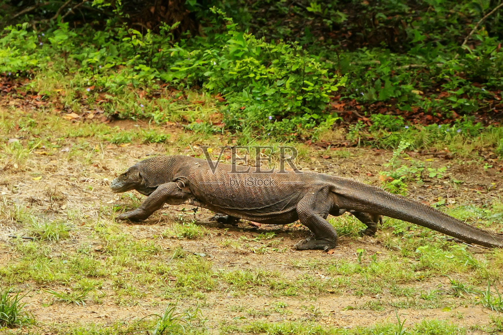 科莫多龙行走在林卡岛的科莫多国家公园，努沙登加拉，印度尼西亚照片摄影图片