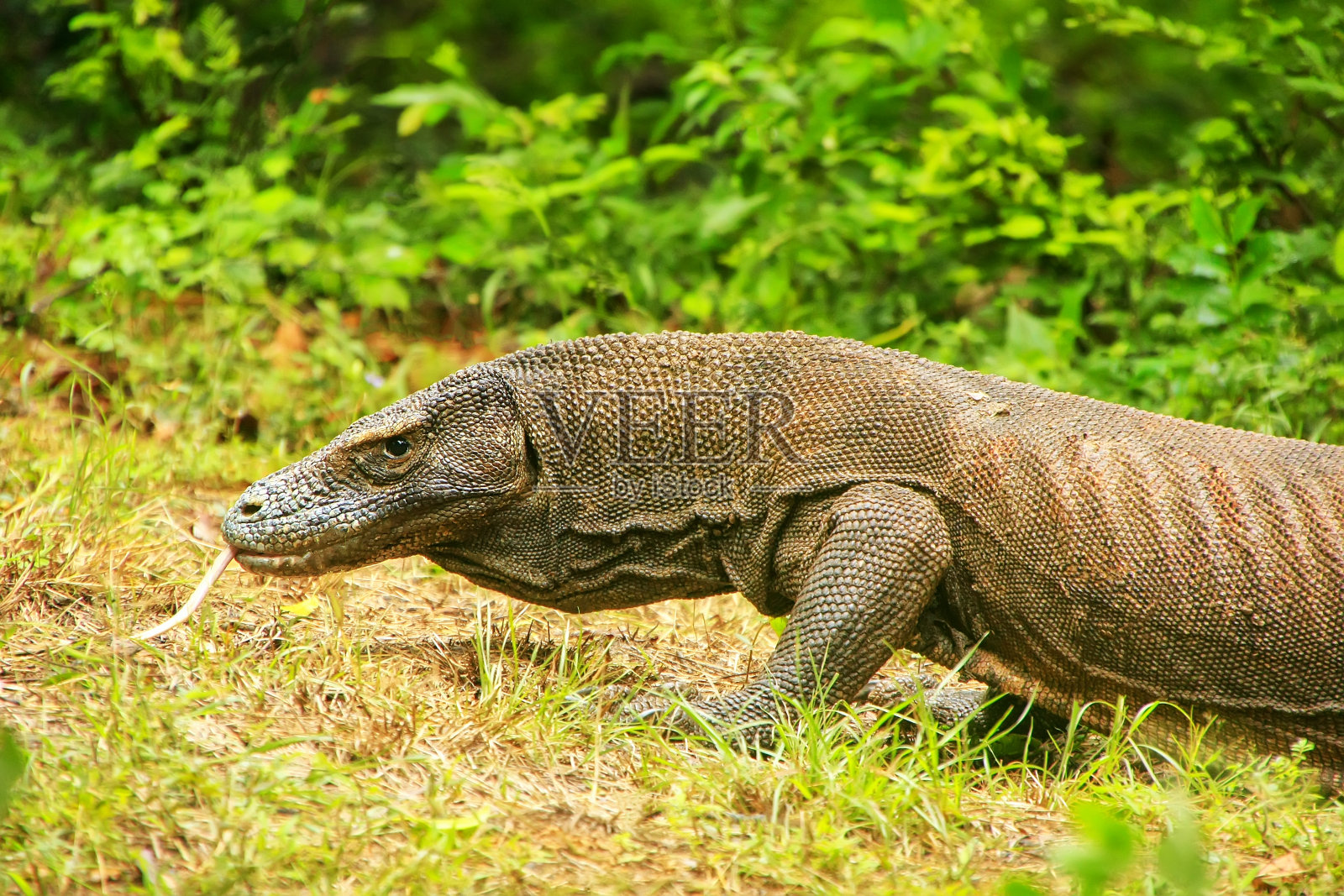 科莫多龙行走在林卡岛的科莫多国家公园，努沙登加拉，印度尼西亚照片摄影图片