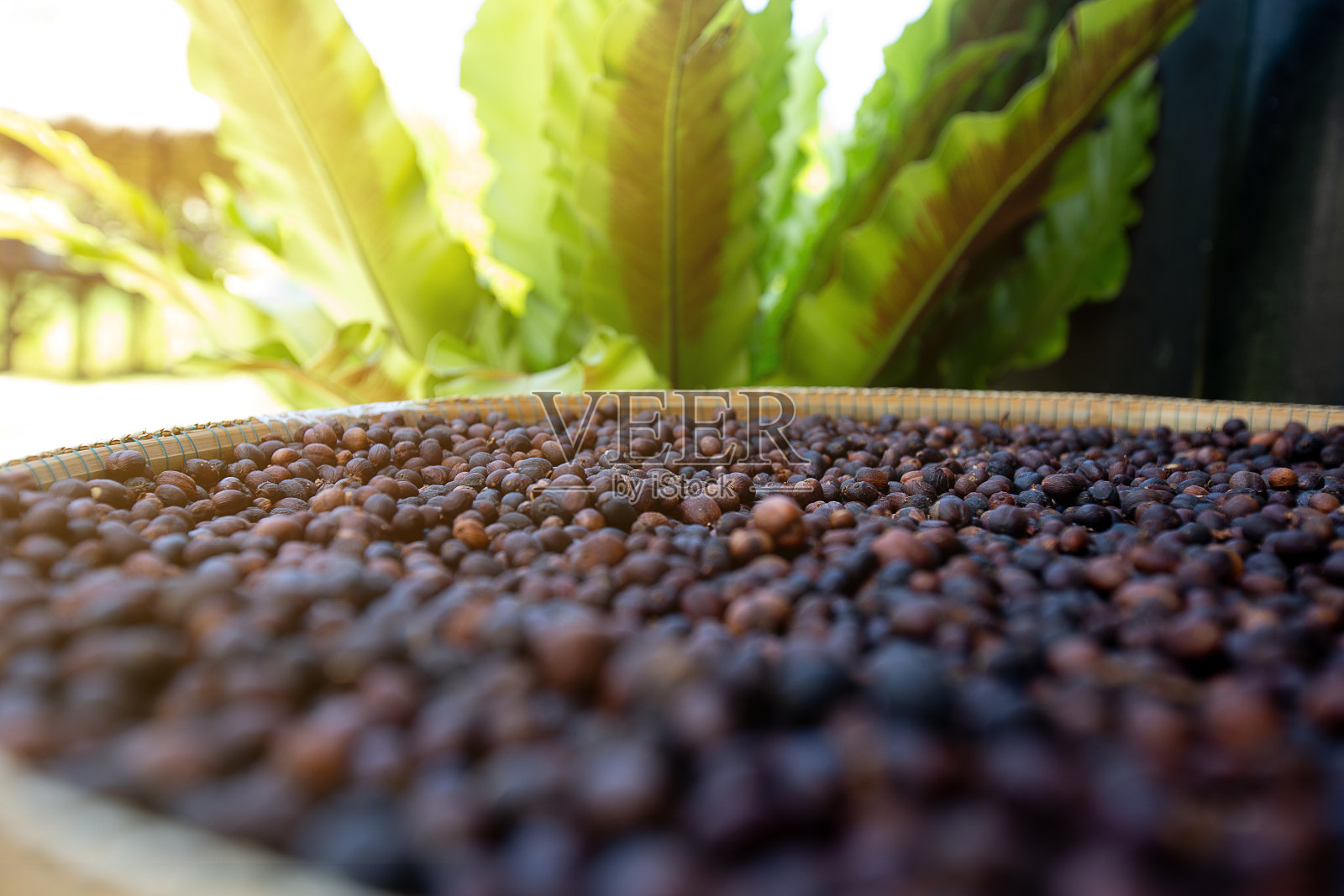 农民晒咖啡豆。照片摄影图片