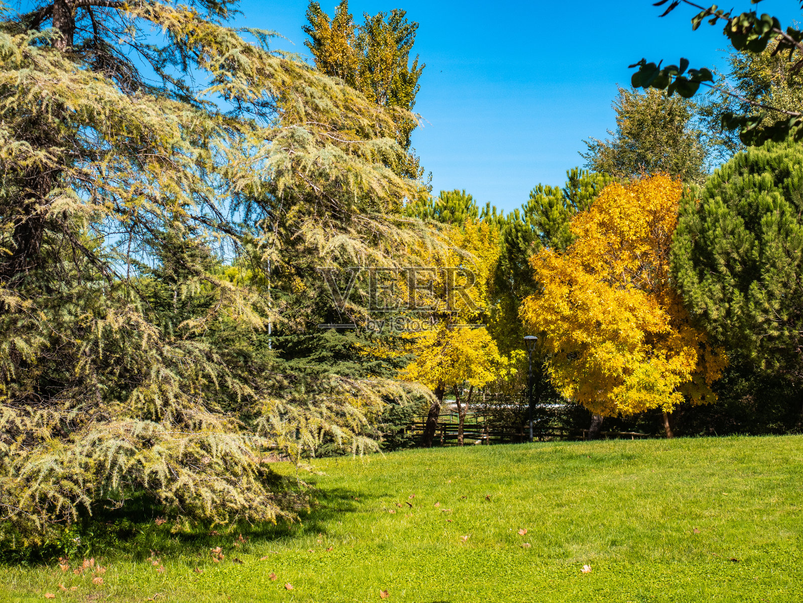 初秋的森林有不同种类的树木和颜色照片摄影图片