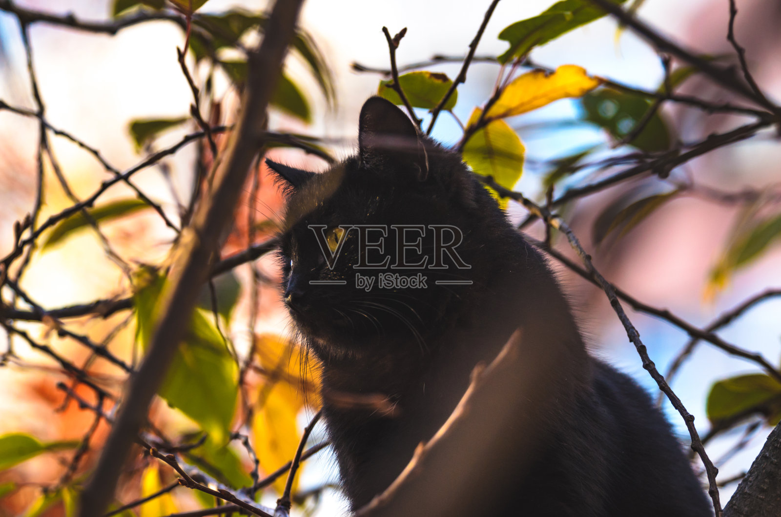 黑猫坐在树上，照片上有美丽的树叶和一只喜欢黑暗的猫照片摄影图片