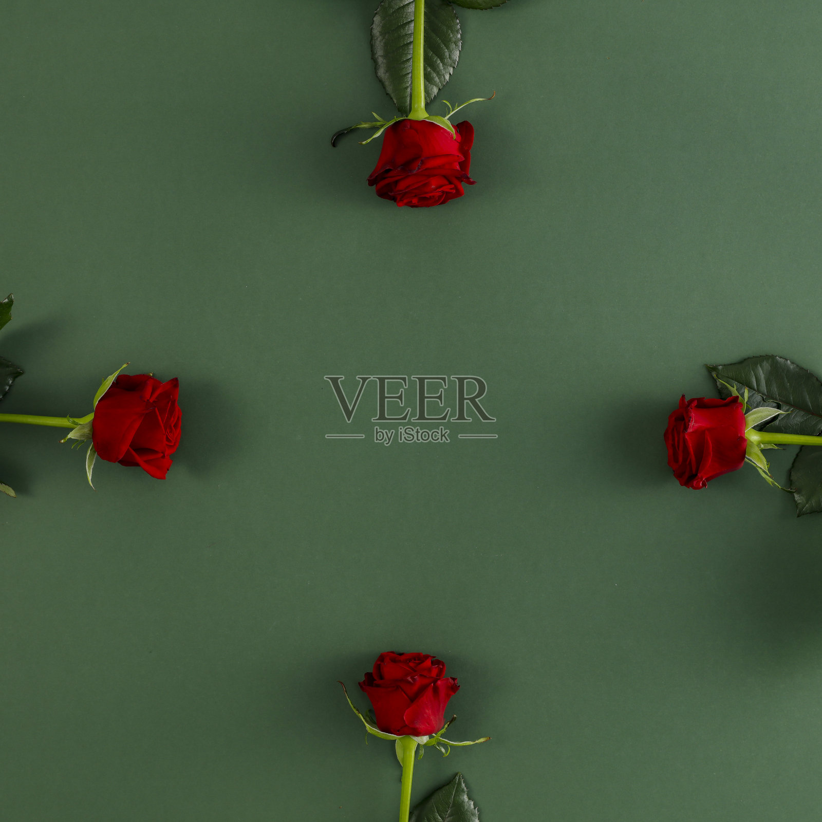 新鲜的红玫瑰在光滑的绿色背景照片摄影图片