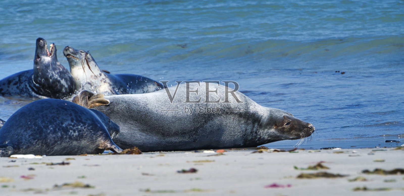 黑尔戈兰岛沙丘海滩上的灰色海豹照片摄影图片